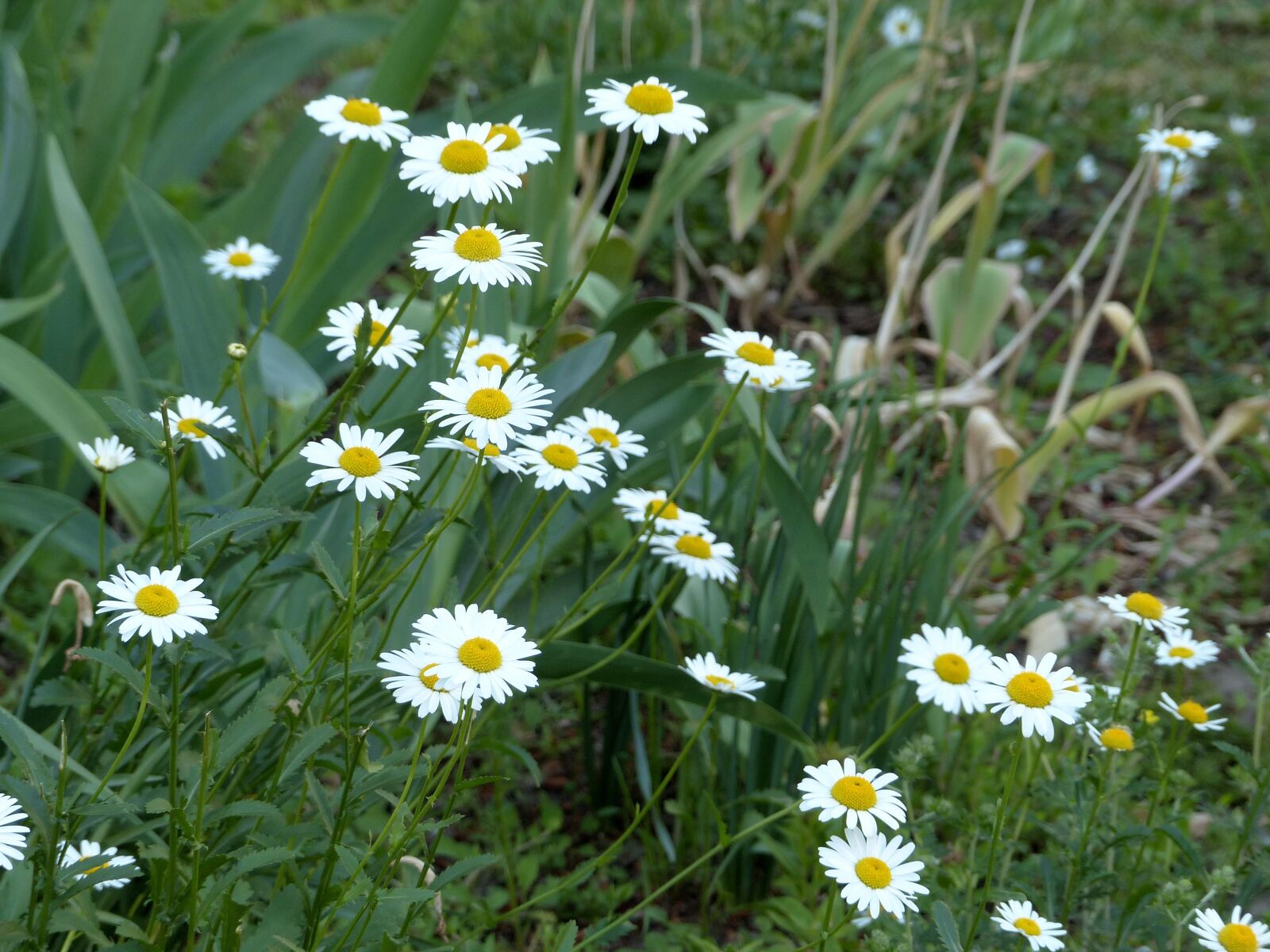 Panasonic Lumix DMC-FZ200 sample photo. Chamomile, flowers, flowers of photography
