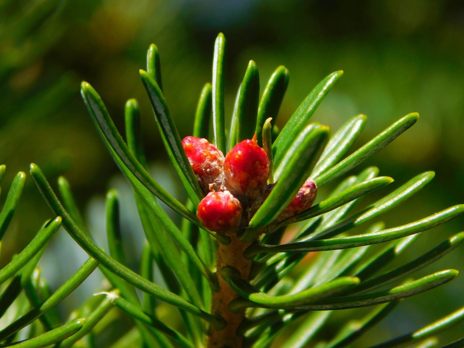Nikon Coolpix L840 sample photo. Gymnosperm plant, needles, conifer photography