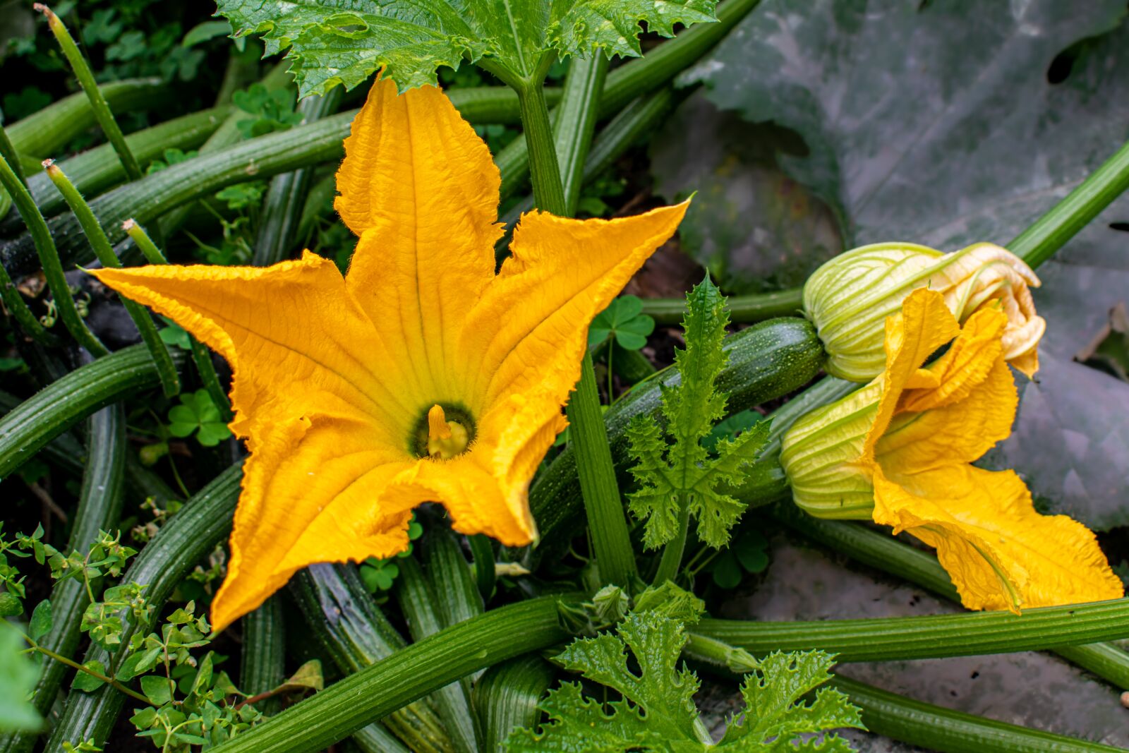 Nikon D5300 sample photo. Zucchini, flower, plant photography
