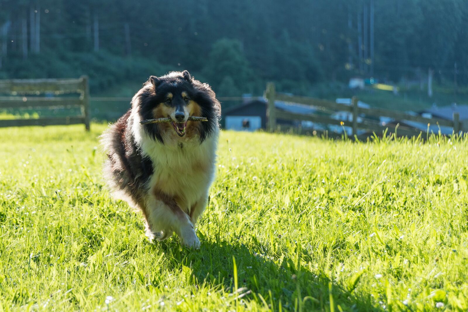 Nikon D750 sample photo. Dog, collie, purebred dog photography