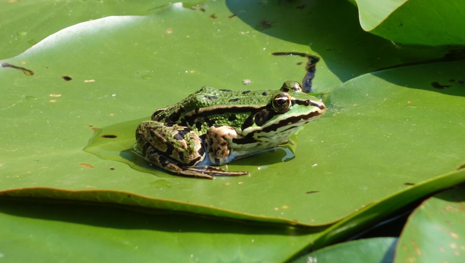 Sony Cyber-shot DSC-RX100 sample photo. Frog, pond, green photography