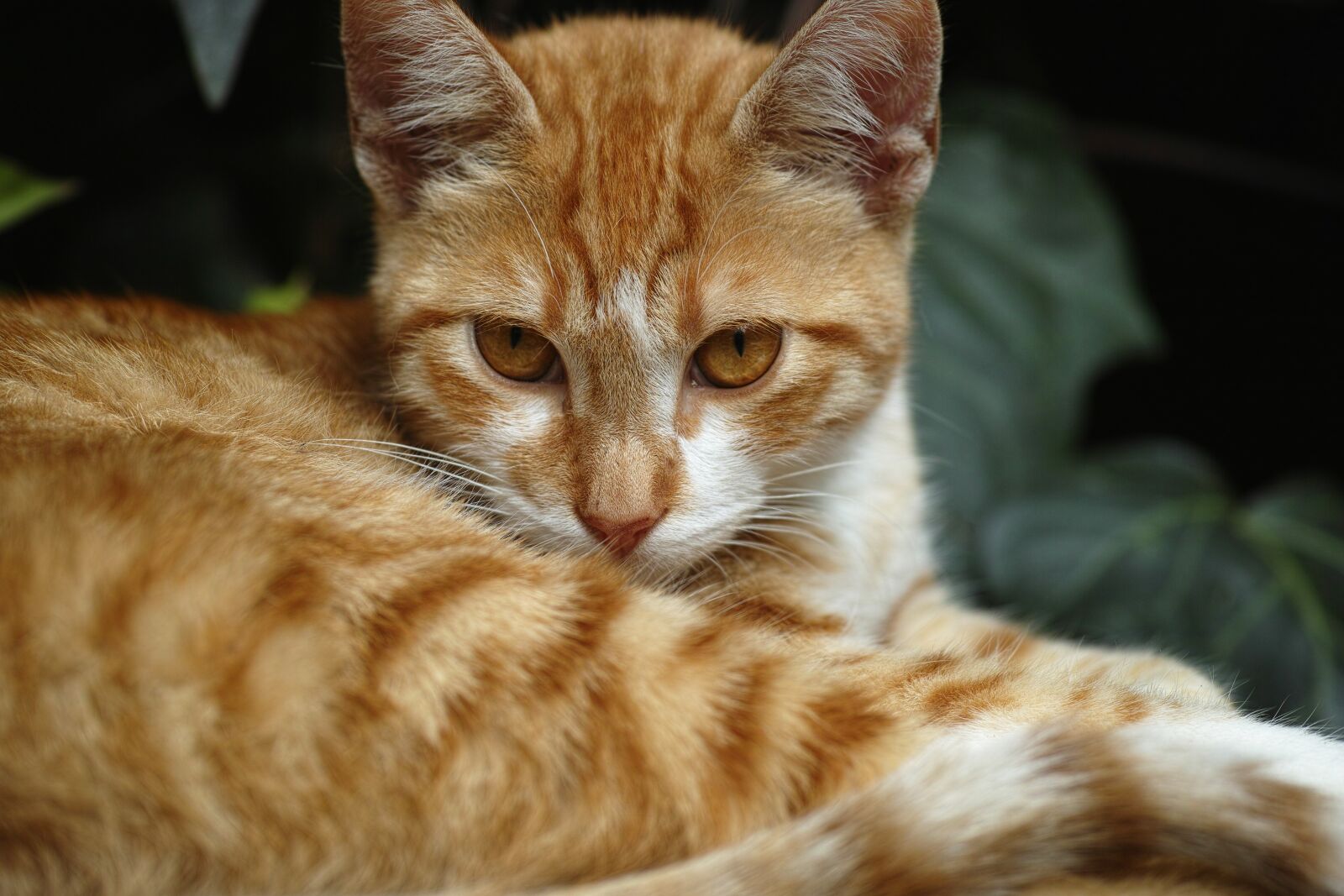 Sigma DP3 Merrill sample photo. Cat, animal, kitten photography