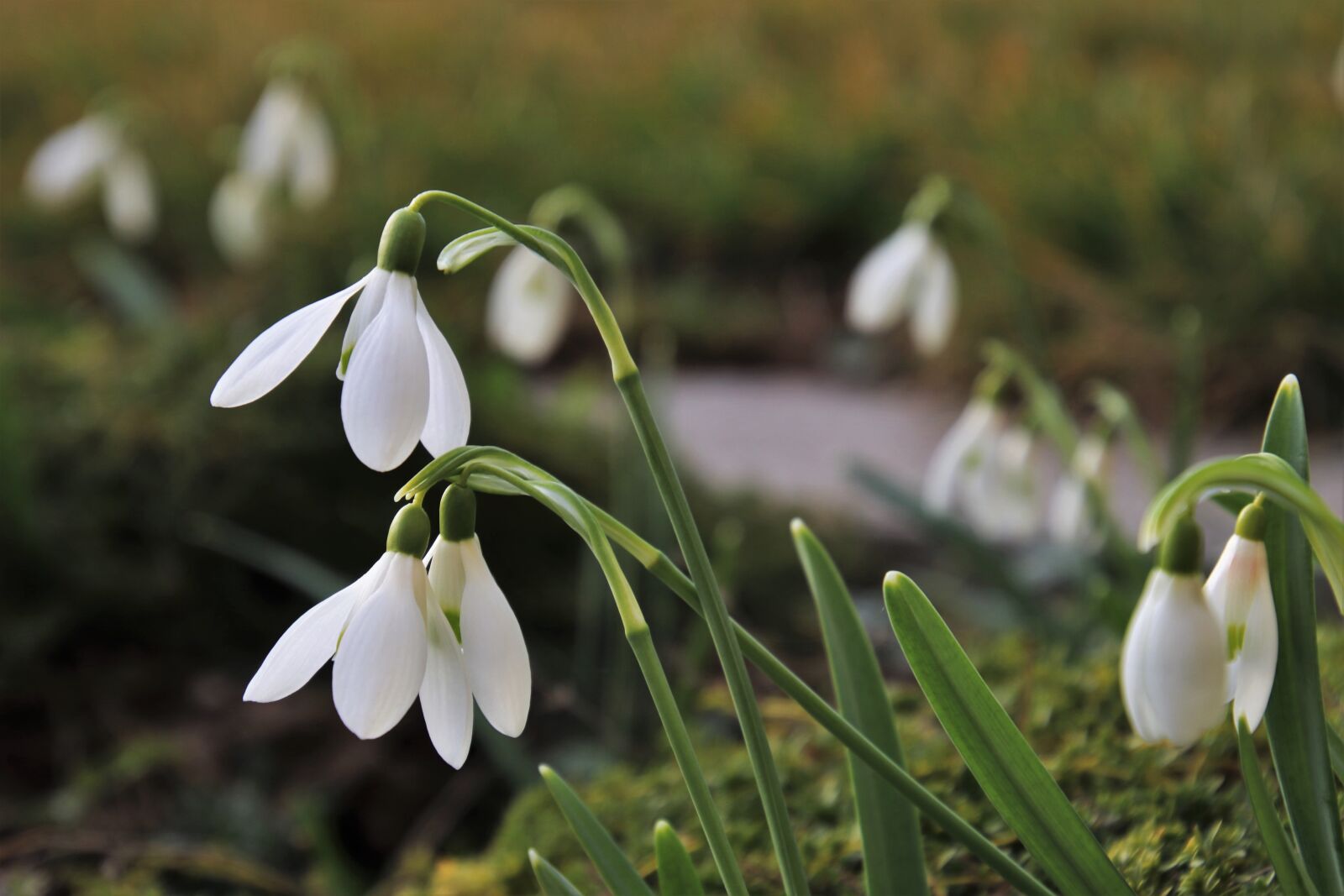 Canon EOS 80D sample photo. Harbingers of spring, garden photography