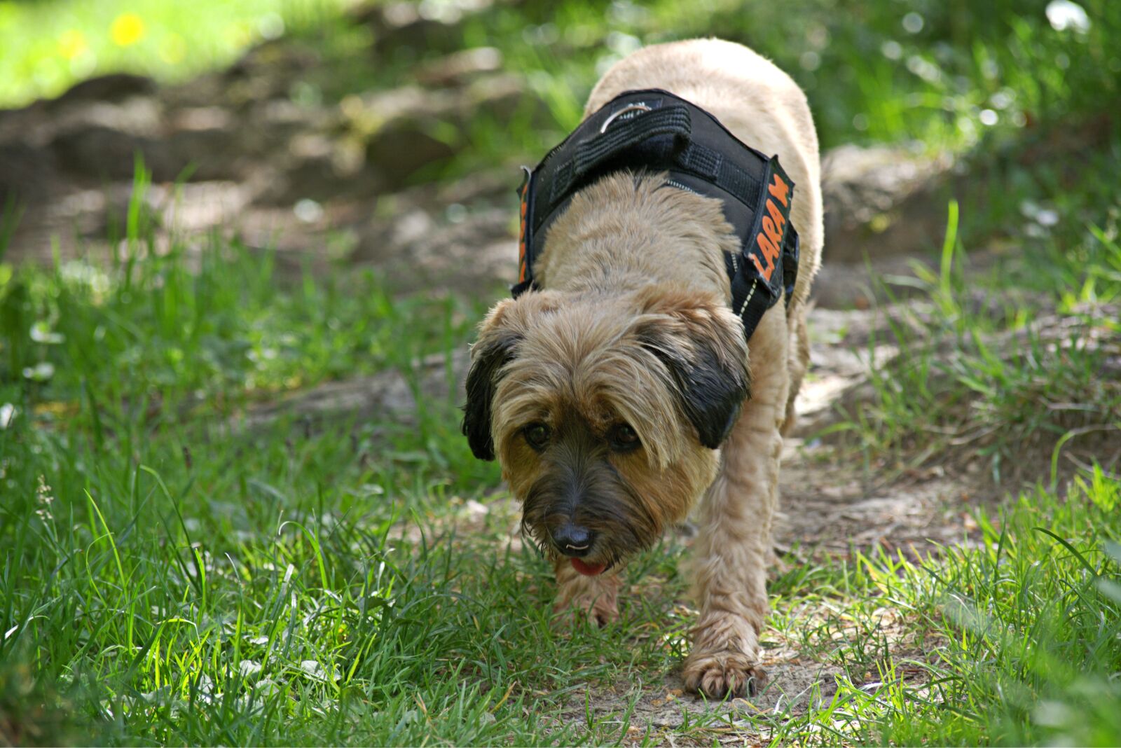 55.0-200.0mm f/4.0-f/5.6 sample photo. Dog, nature, plays photography