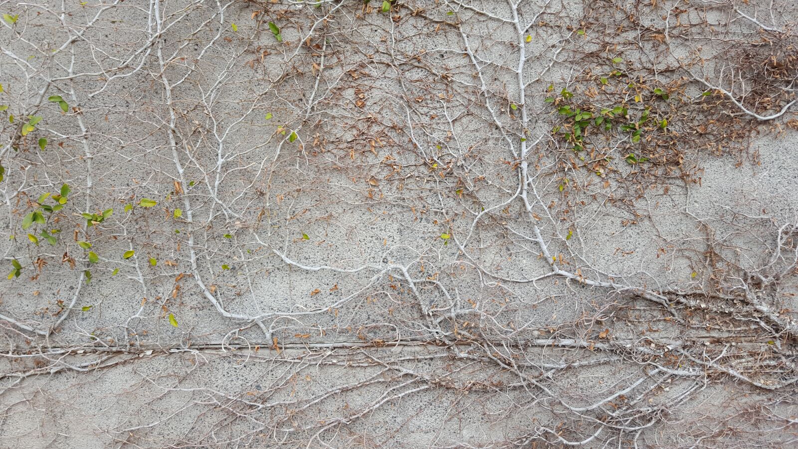 Samsung Galaxy S6 sample photo. Tree, texture, vegetation photography