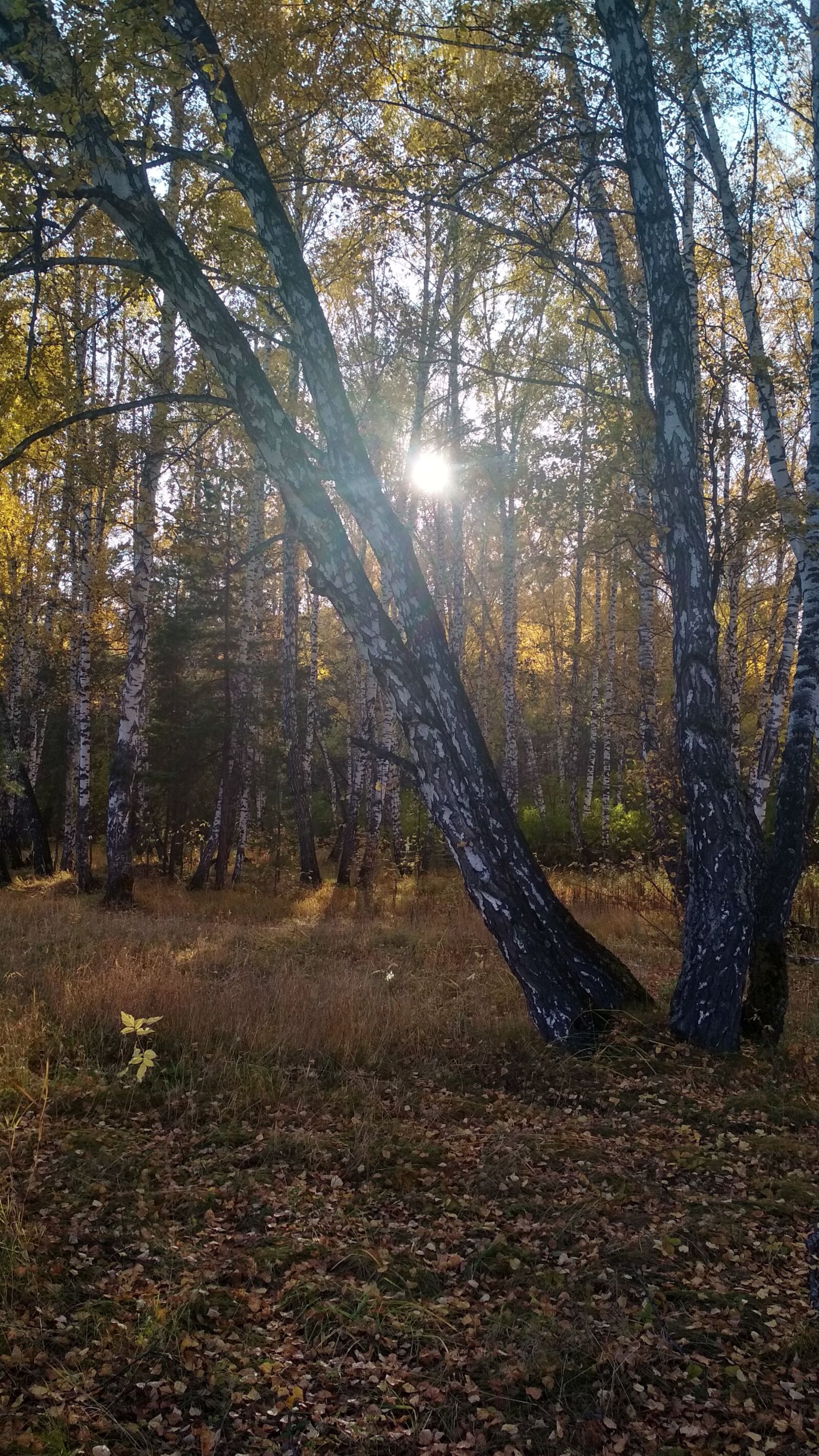 Xiaomi Redmi 4X sample photo. Sun, orange, sunset photography