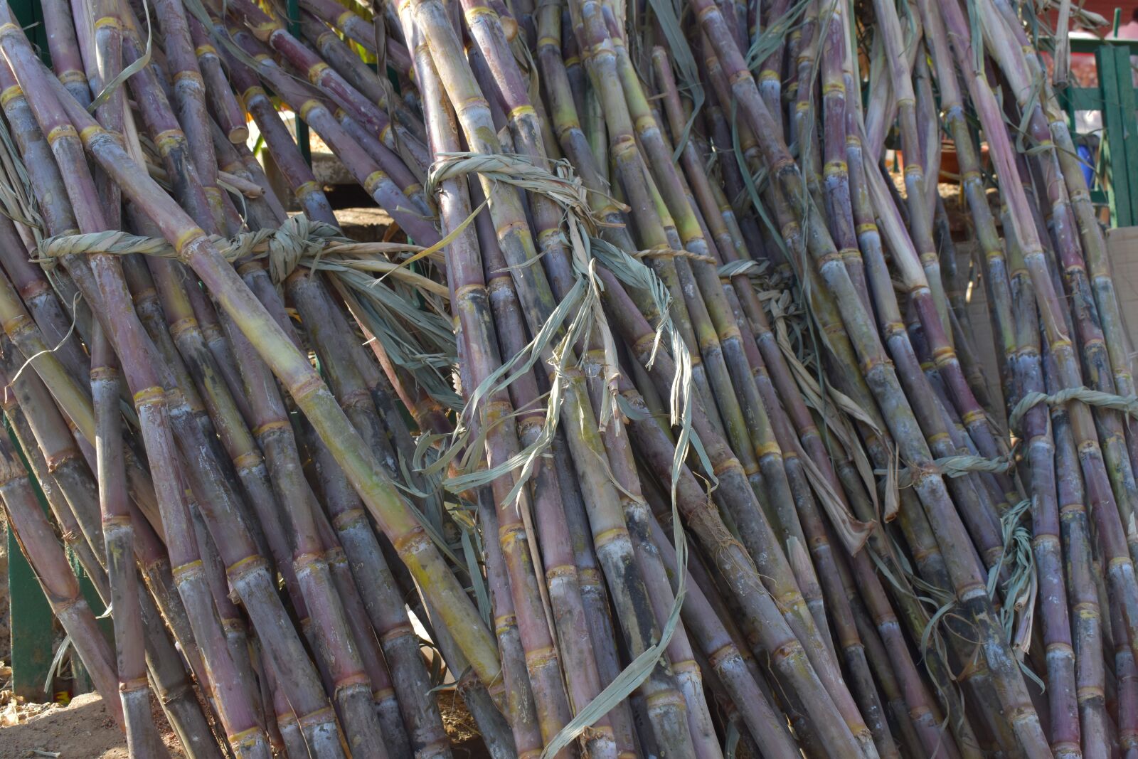 Nikon D5600 sample photo. Sugarcane, sticks, long plant photography