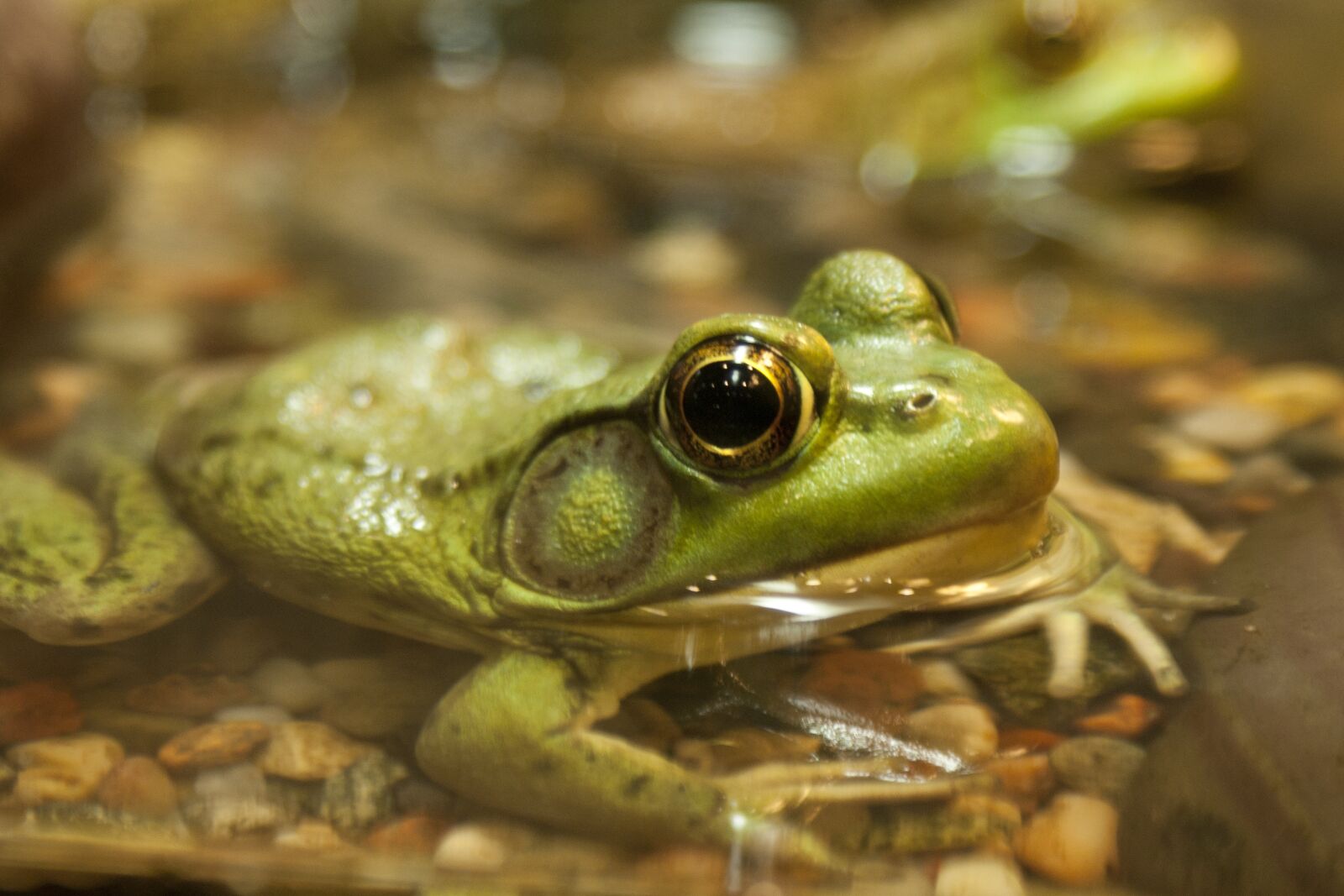 Sony Alpha DSLR-A200 sample photo. Frog, green, nature photography