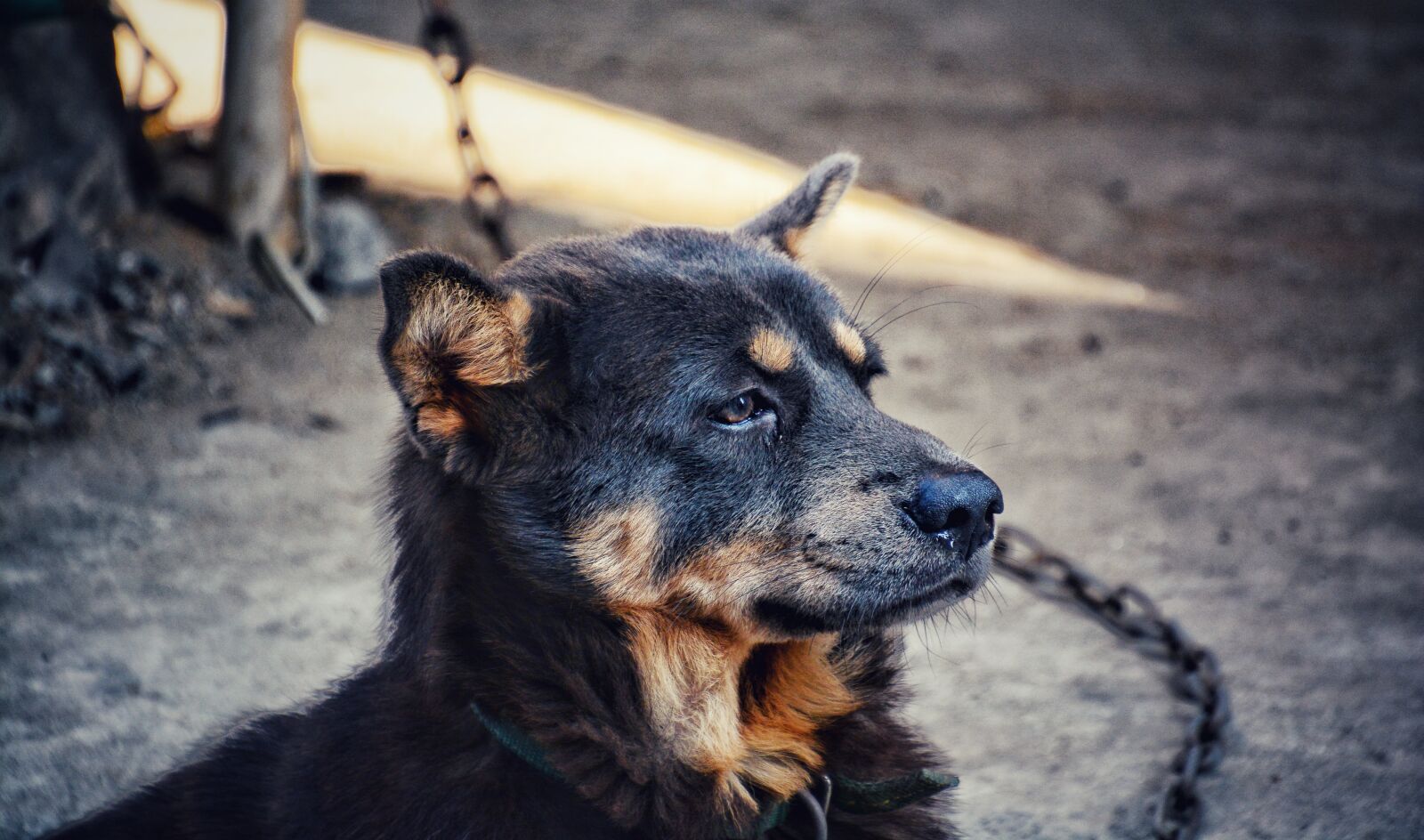 Nikon D7100 sample photo. Dog, animal, cute photography