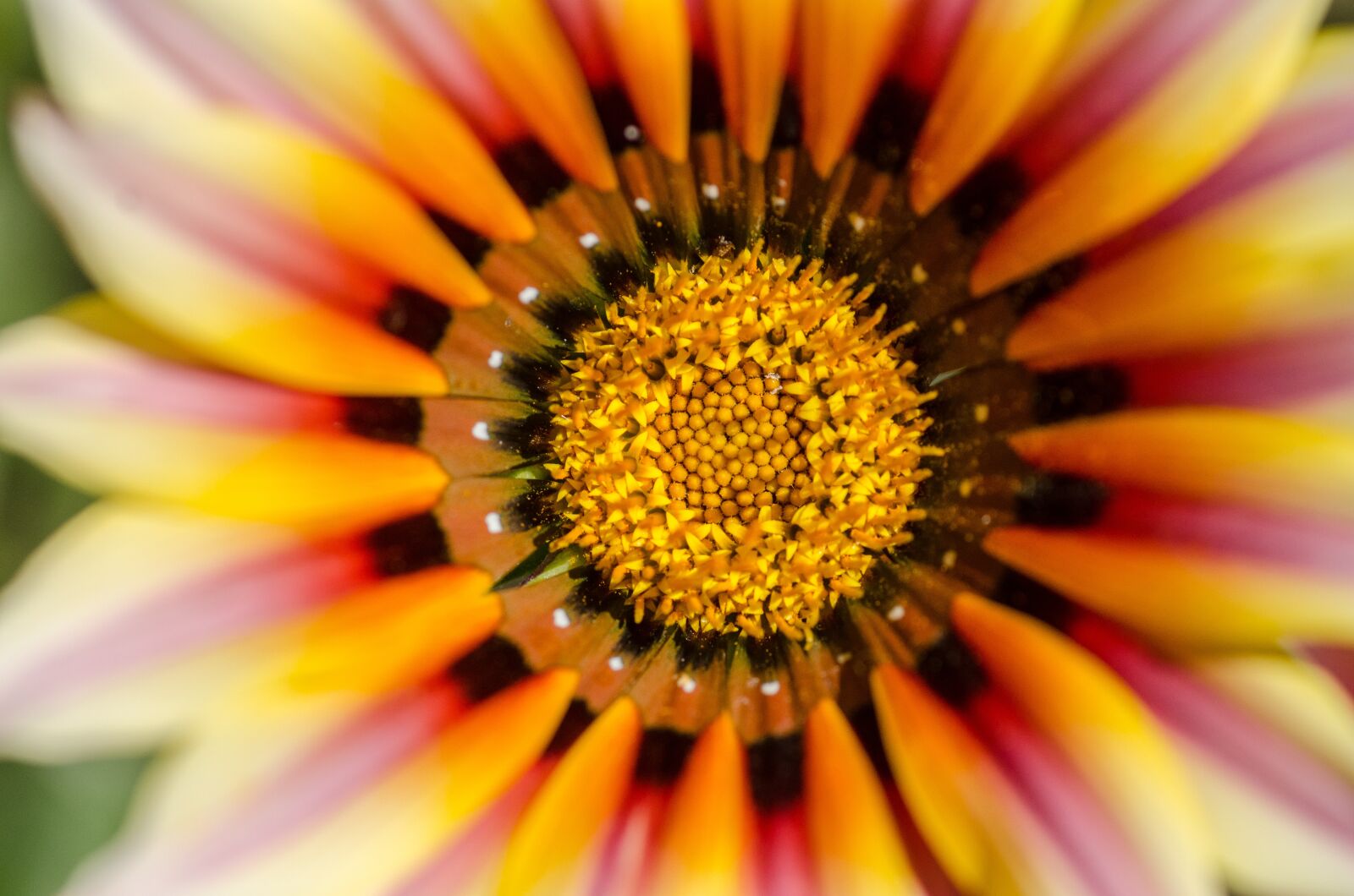 Nikon D7000 sample photo. Macro, flower, seeds photography