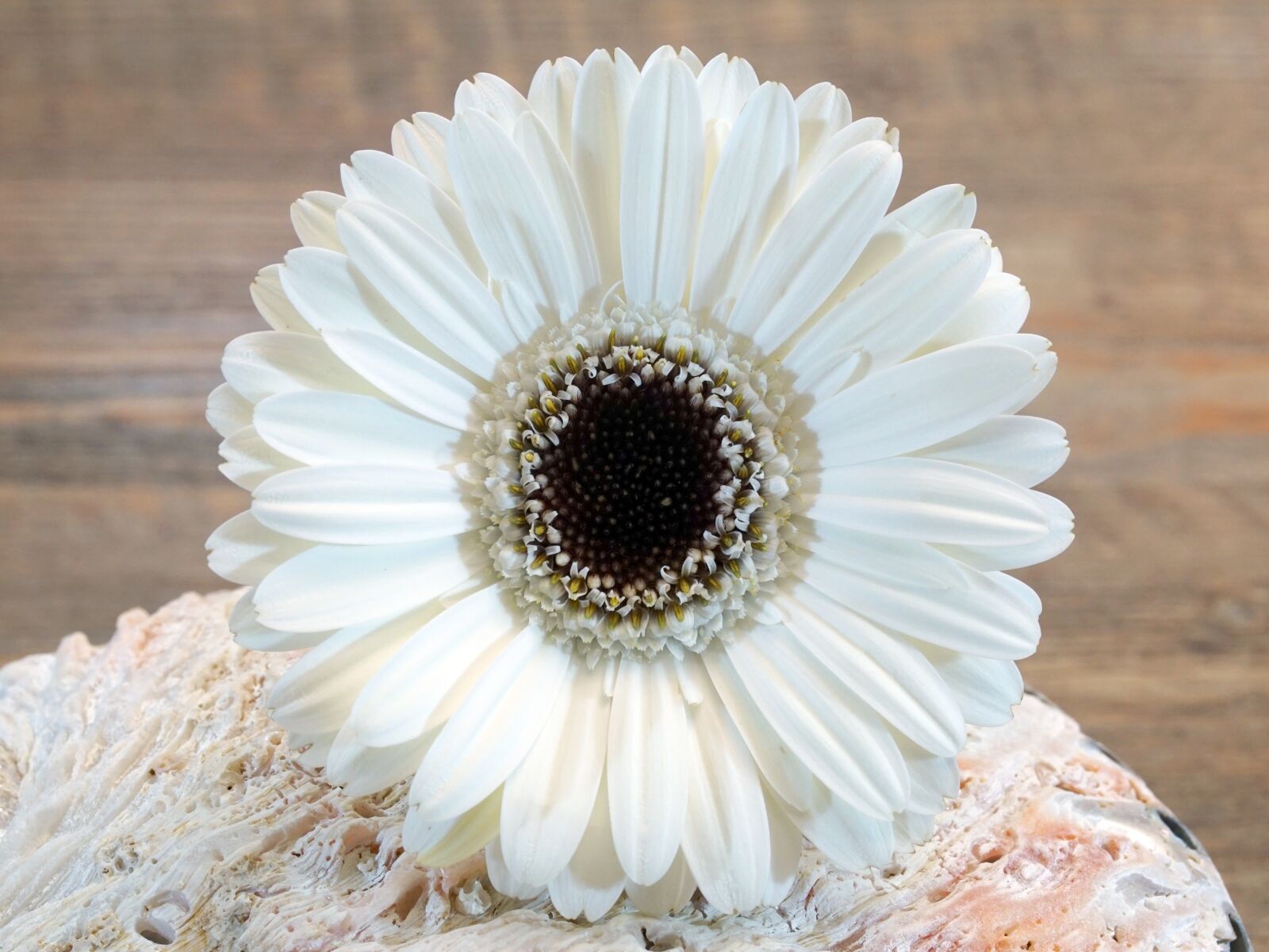 Sony ILCA-77M2 sample photo. Gerbera, nature, flower photography