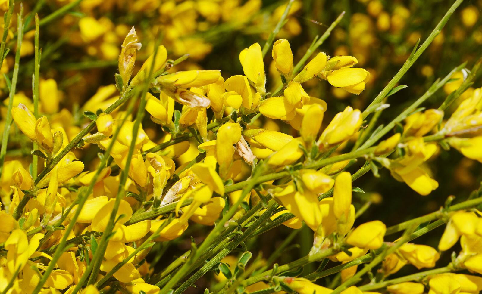 Panasonic Lumix DMC-GH3 sample photo. Broom, blossom, bloom photography