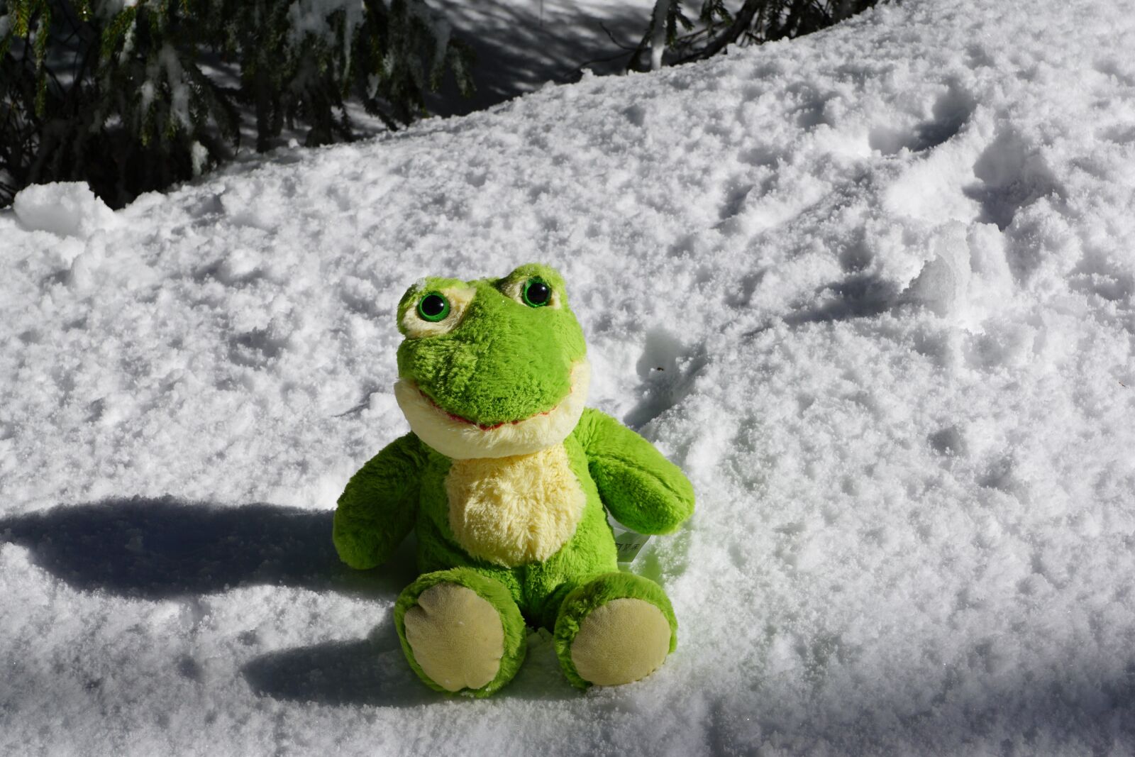 Sony ILCA-77M2 + Sony DT 16-50mm F2.8 SSM sample photo. Frog, snow, winter photography