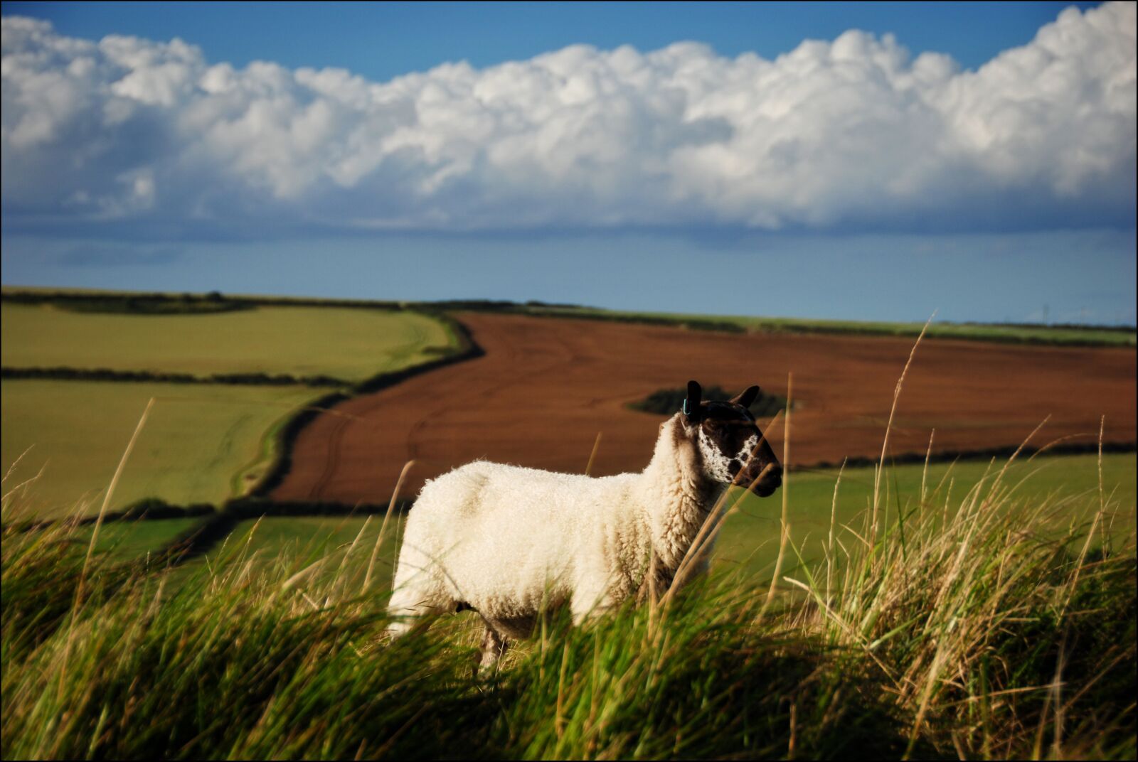 Nikon D80 sample photo. Sheep, fields, england photography