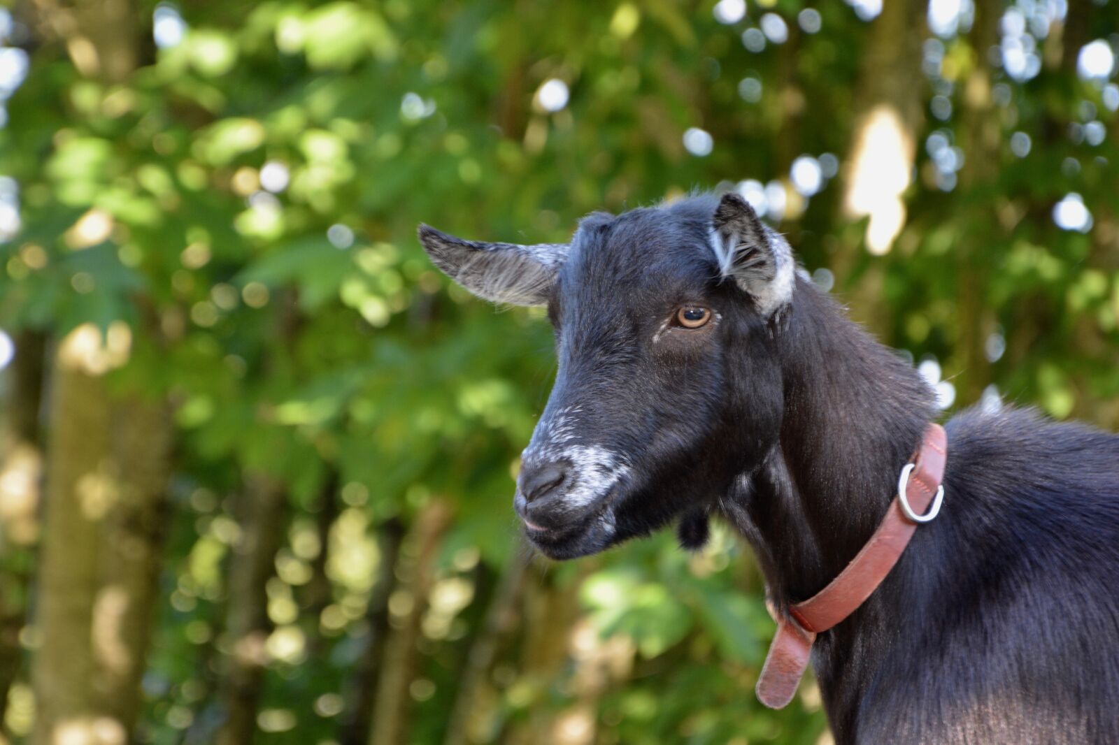 Nikon D5200 sample photo. Goat, goat without horn photography