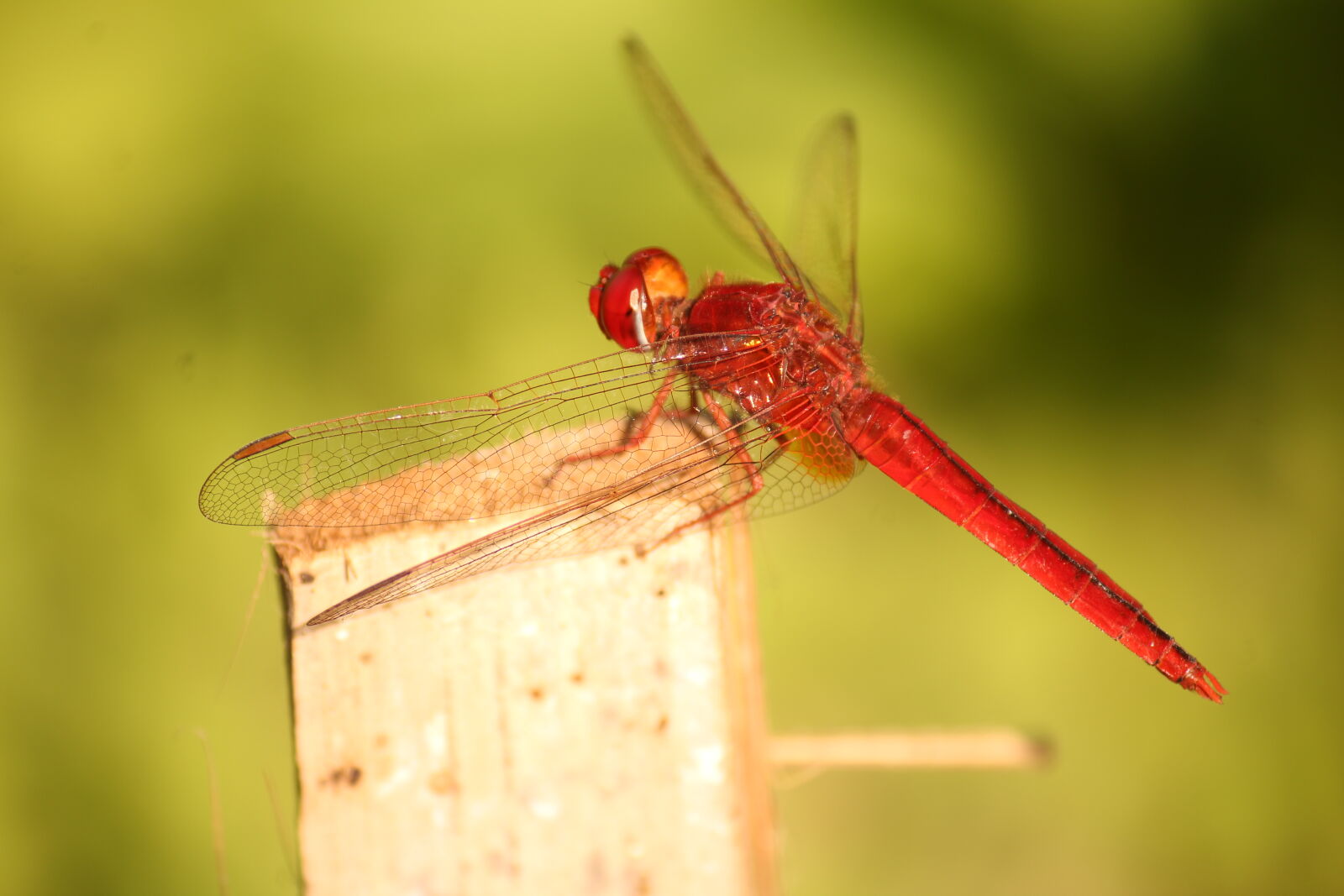 Canon EOS 1200D (EOS Rebel T5 / EOS Kiss X70 / EOS Hi) sample photo. Forest, insect, red, wildlife photography