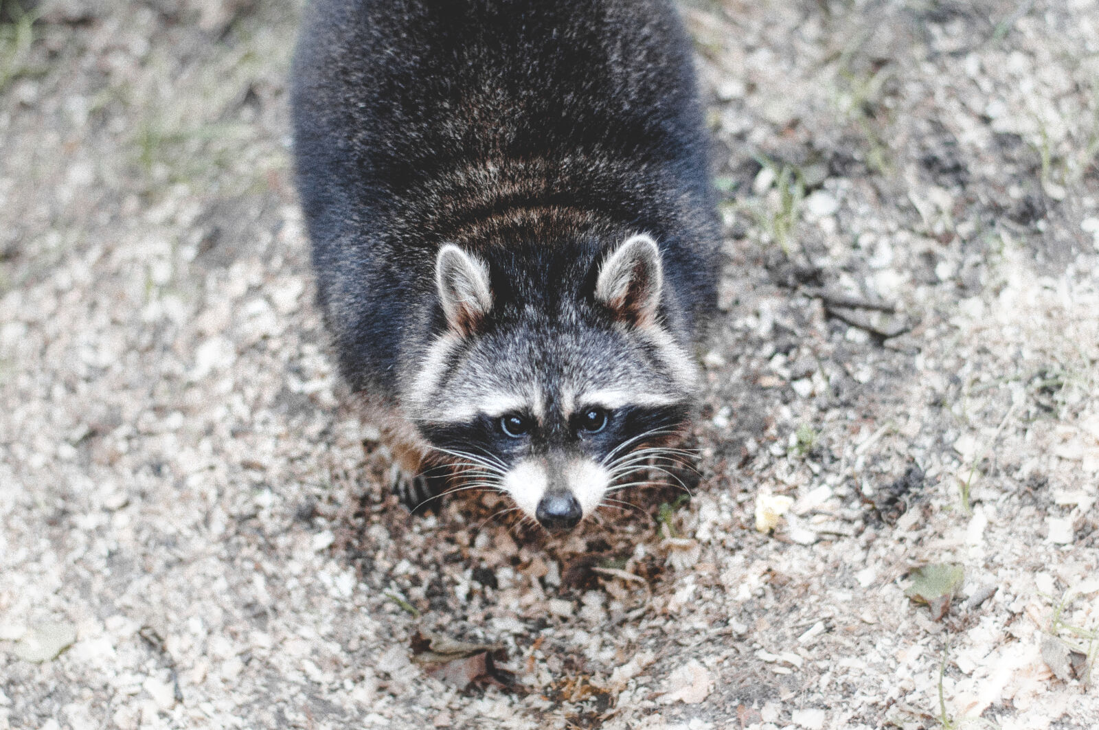 Nikon D90 + Nikon AF-S Nikkor 50mm F1.8G sample photo. Animal, whiskers, raccoon photography