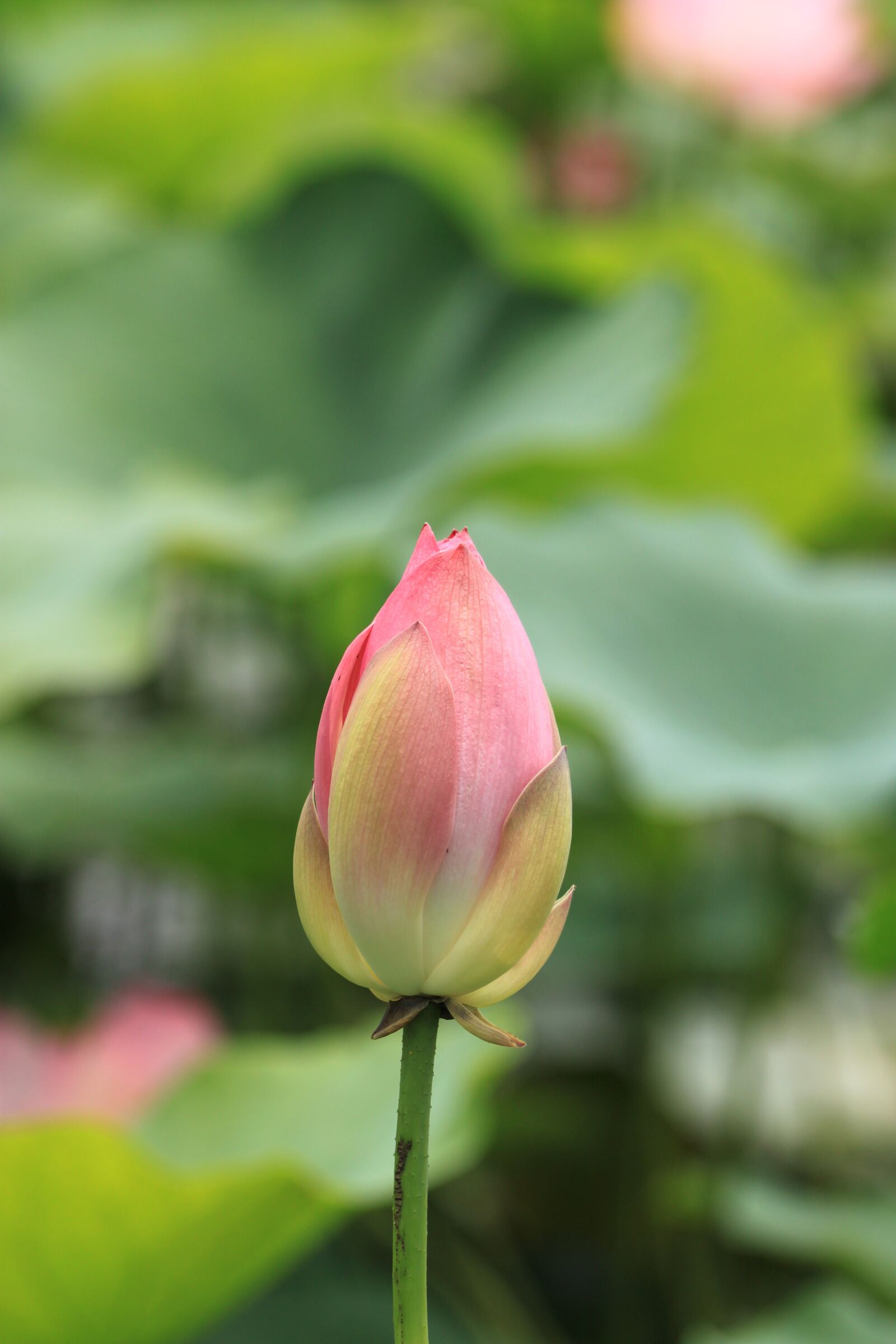 Canon EOS 500D (EOS Rebel T1i / EOS Kiss X3) sample photo. Lotus, kite, nature photography