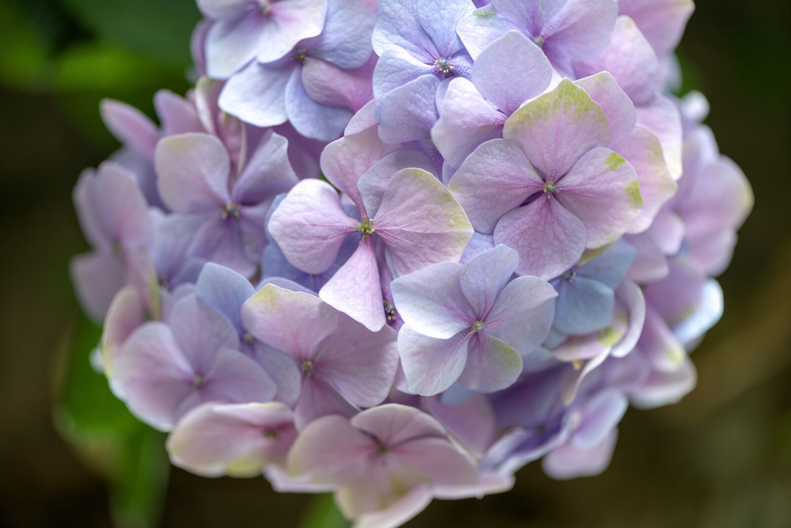 Nikon D610 sample photo. Bloom, hydrangea, flower photography