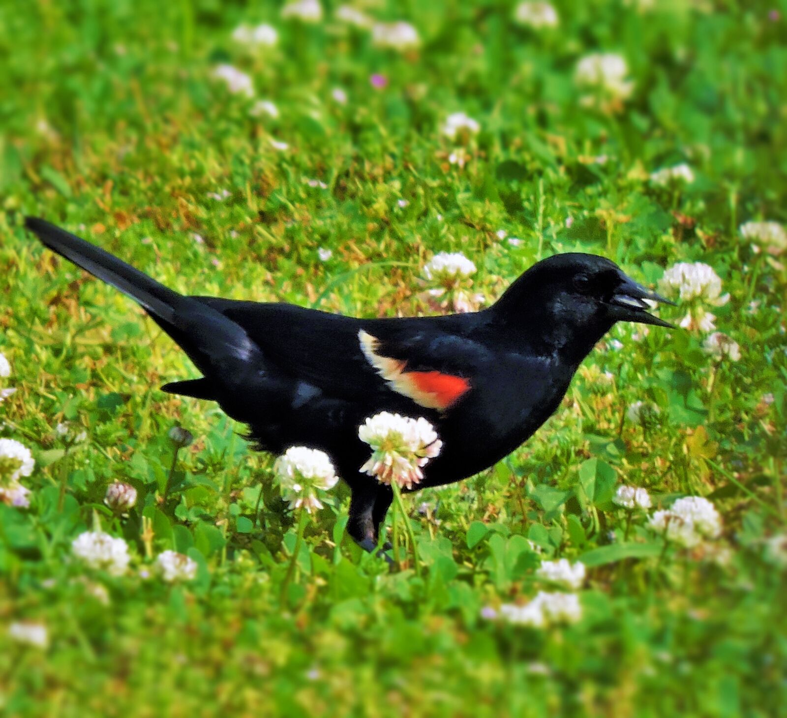 Nikon Coolpix P600 sample photo. Blackbird, birds, wildlife photography