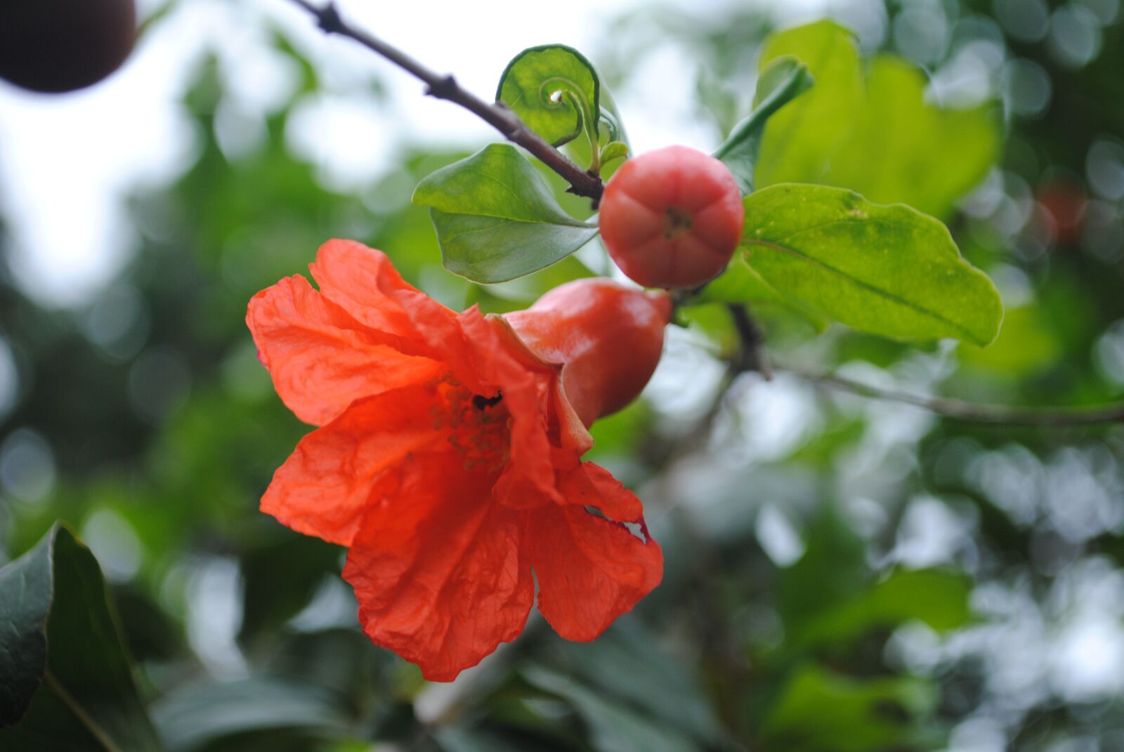 Nikon D3000 sample photo. Pomegranate flower, bloom, garden photography