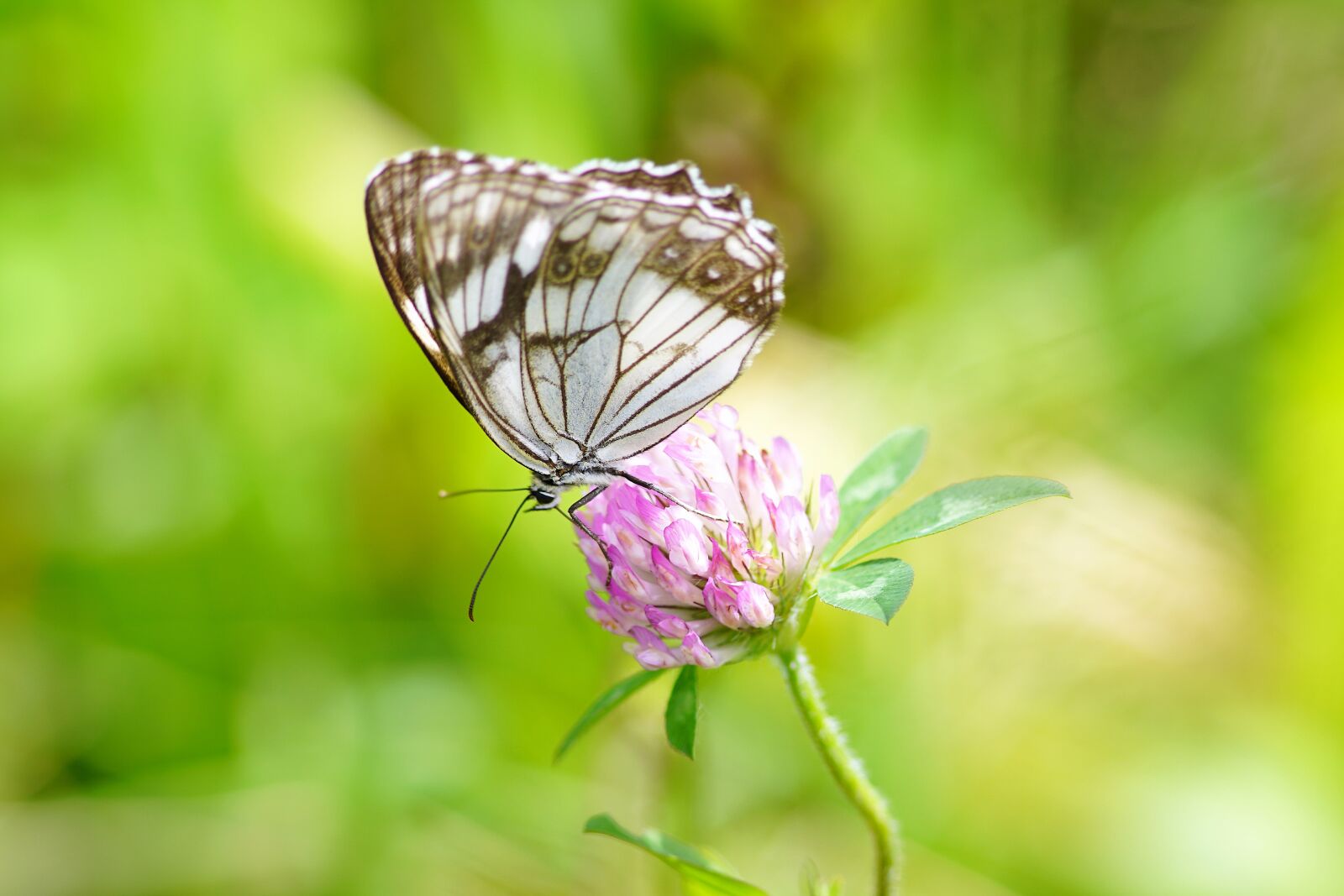 Canon EF 300mm F4L IS USM sample photo. Wildflower, butterfly, mountin photography