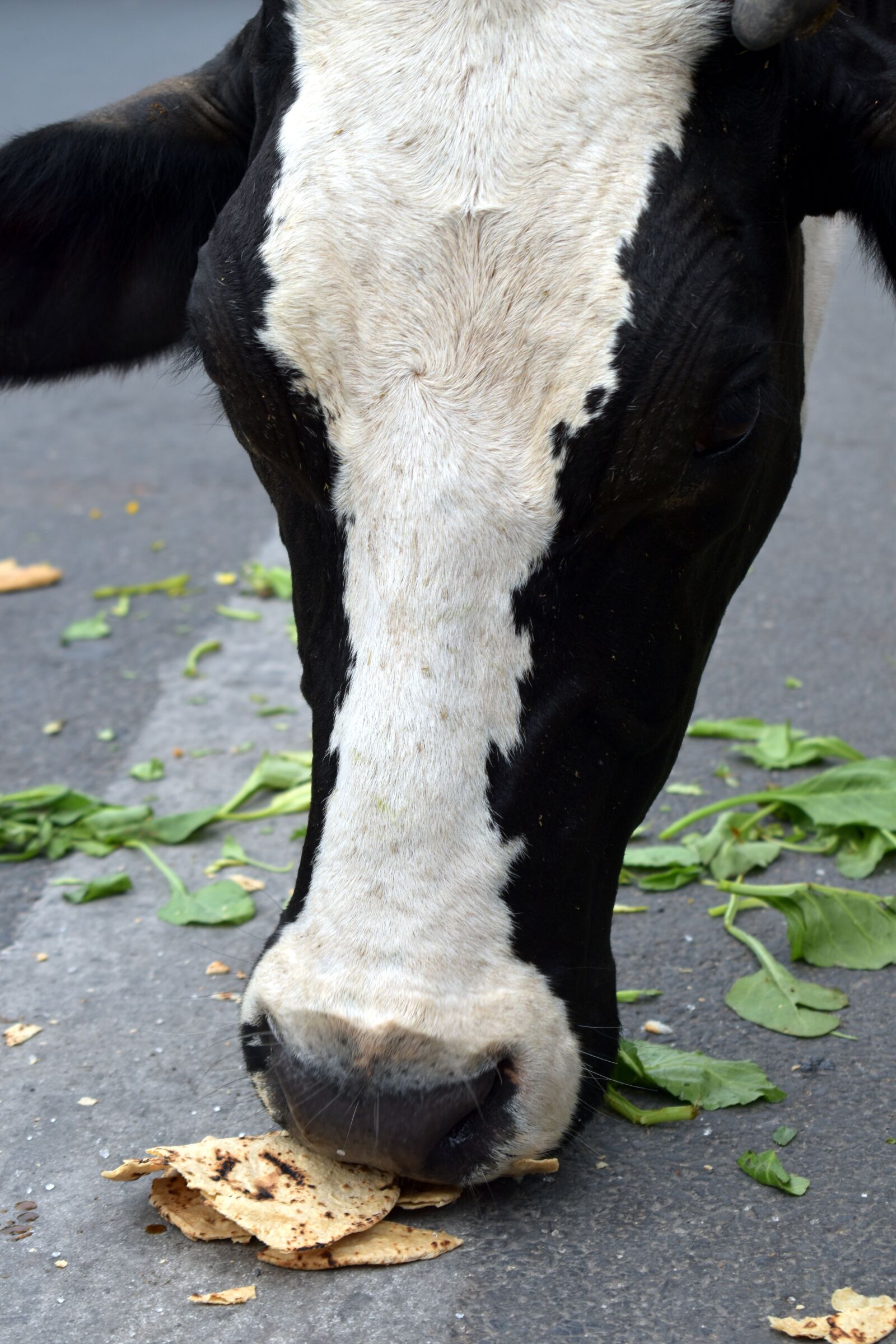 Nikon D5600 sample photo. Indian cow, domestic animal photography