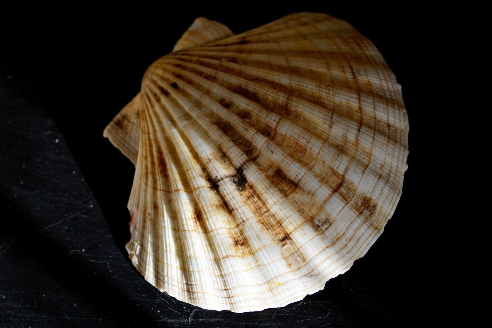 Nikon D5200 sample photo. Shell, molluscum, shells photography