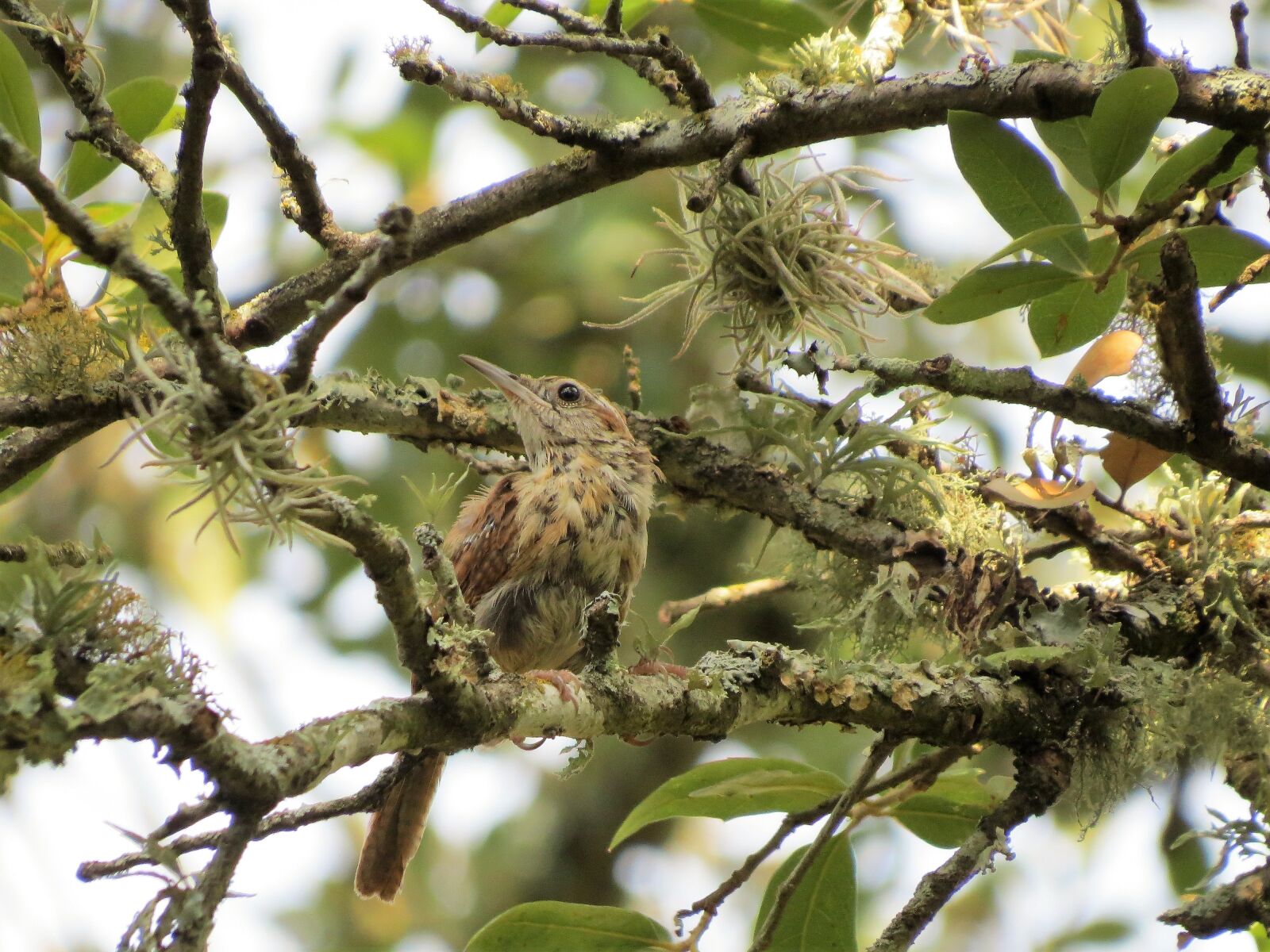 Canon PowerShot SX50 HS sample photo. Young bird, wildlife, tree photography