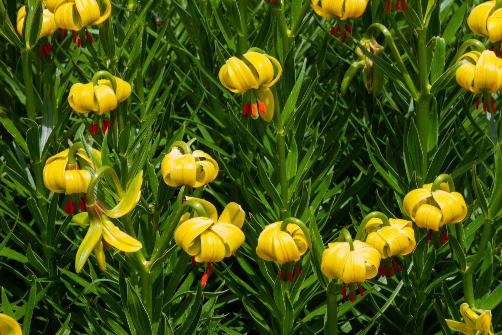 Canon EOS 7D sample photo. Flowers, yellow, nature photography