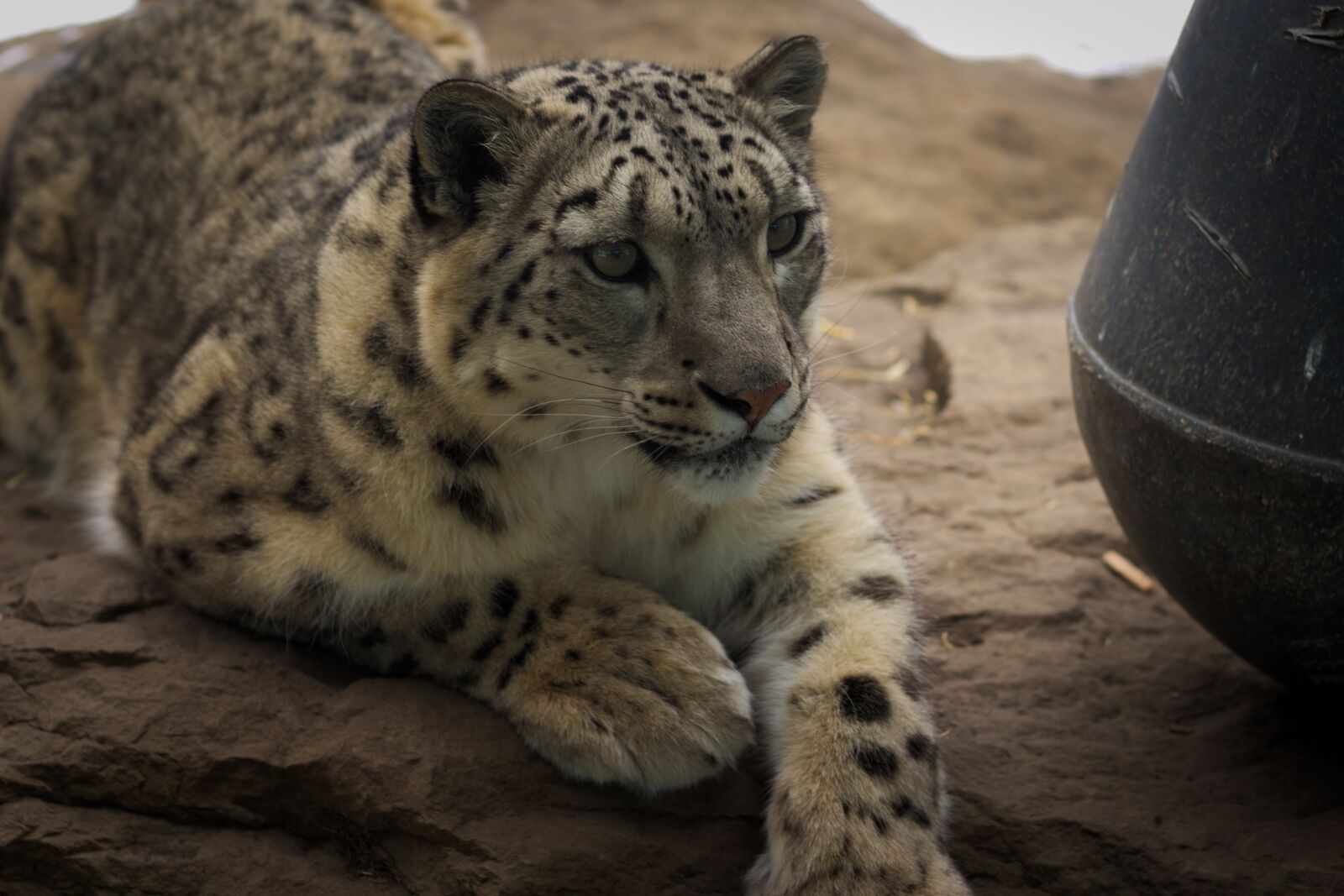 Canon EOS 700D (EOS Rebel T5i / EOS Kiss X7i) sample photo. Mammal, wildlife, nature photography