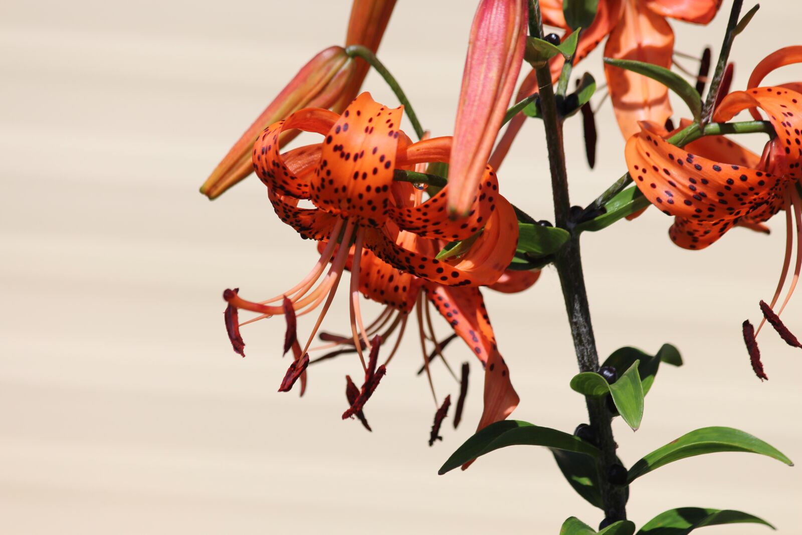Canon EOS 650D (EOS Rebel T4i / EOS Kiss X6i) sample photo. Lily, tiger lilies, lilium photography
