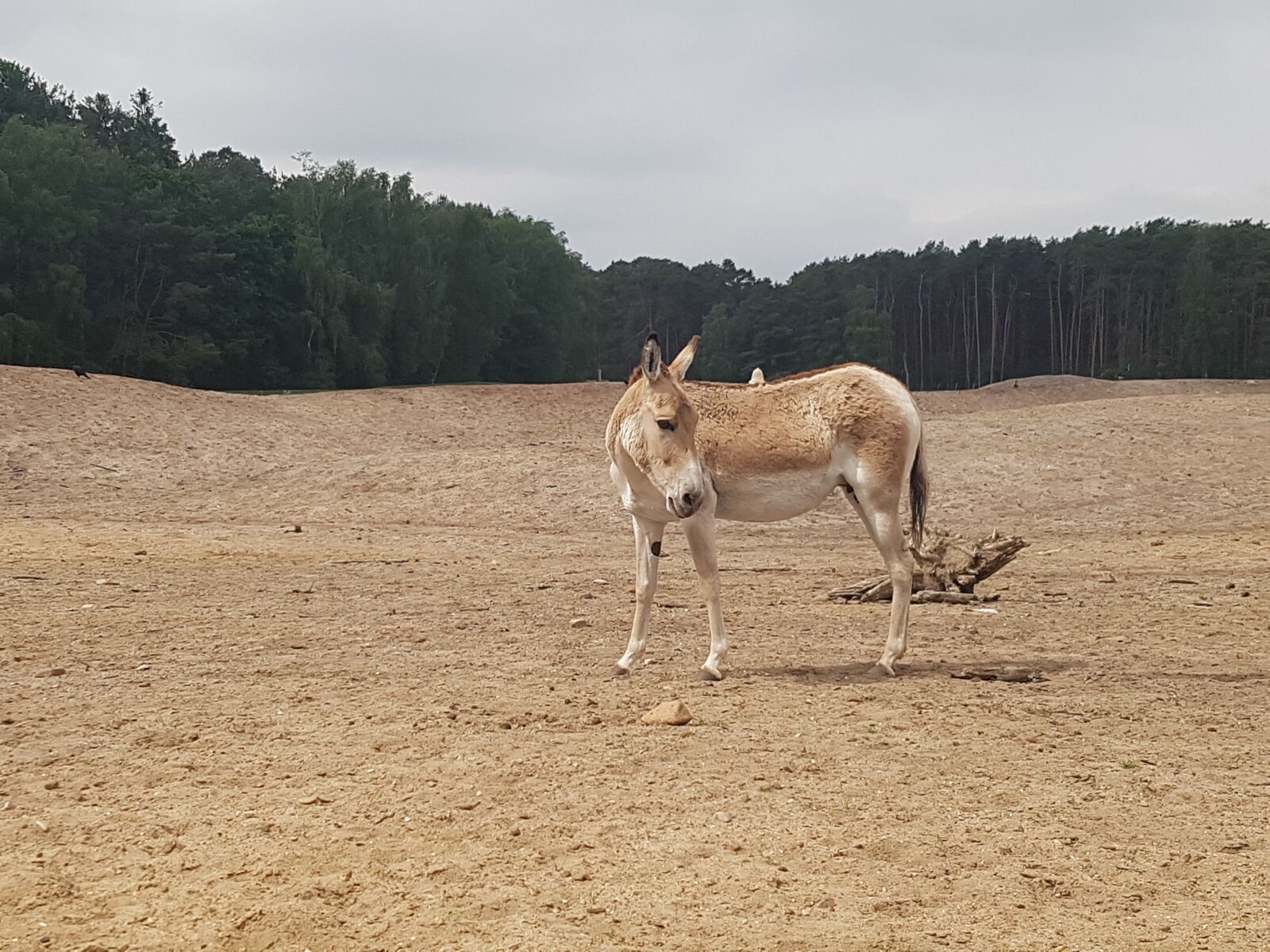 Samsung Galaxy S7 Edge sample photo. Donkey, wild donkeys, asia photography