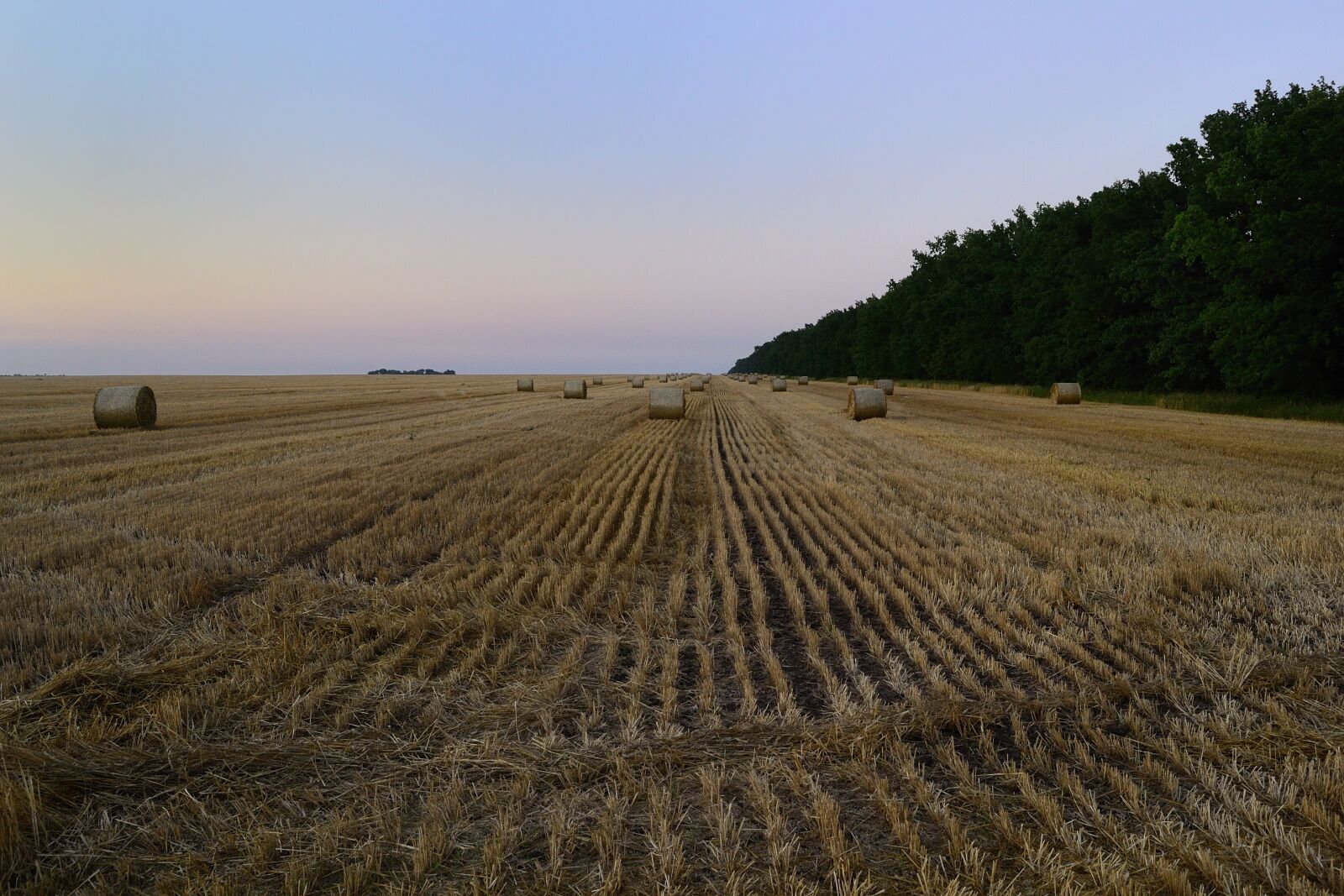 Nikon D3100 sample photo. Field, ukraine, nature photography