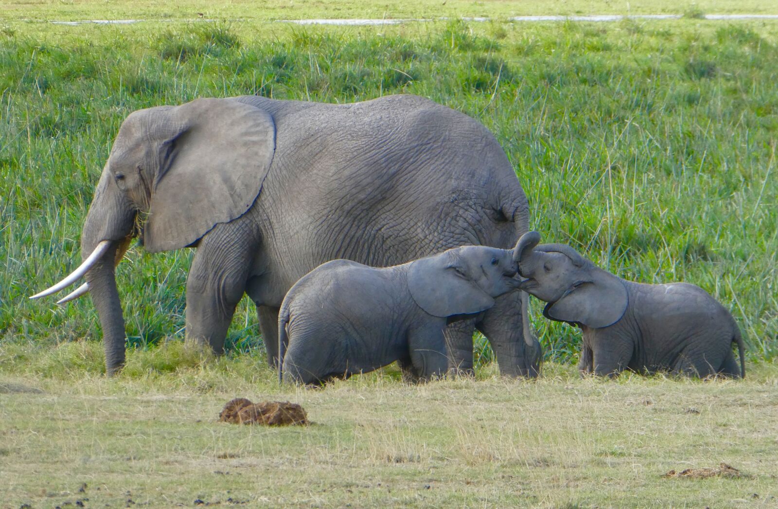 Panasonic DMC-TZ81 sample photo. Kenya, elephant, amboseli photography