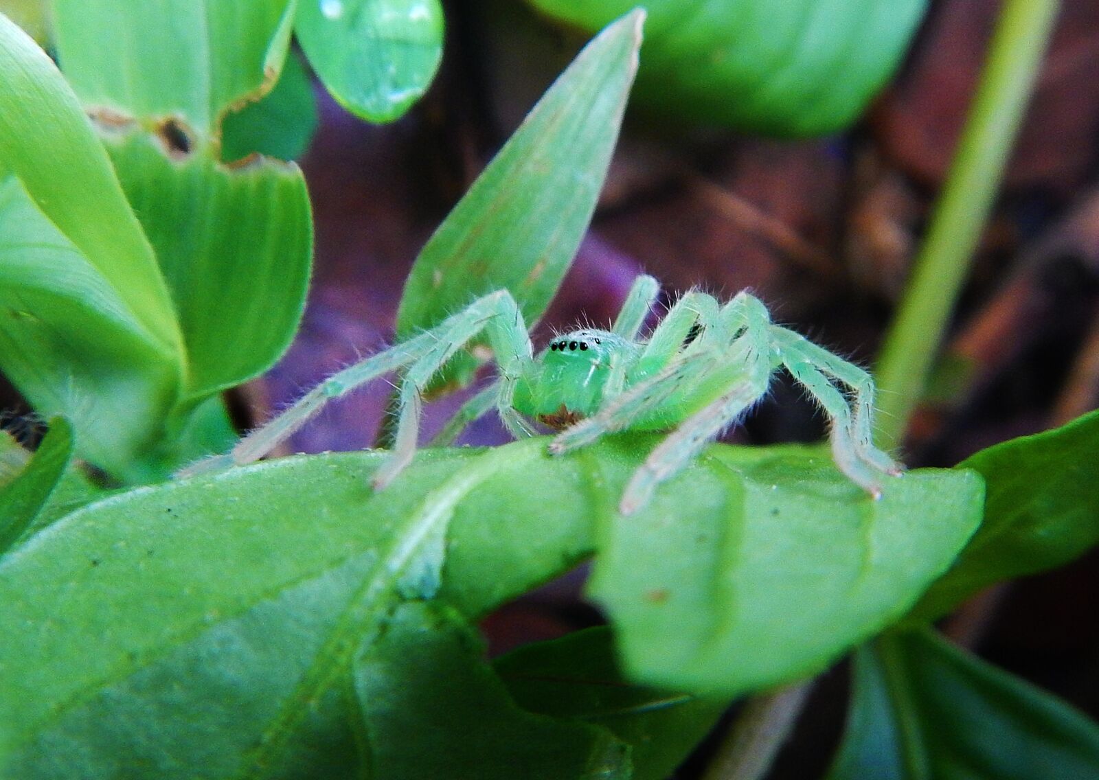 Nikon Coolpix AW110 sample photo. Spider, green, green water photography