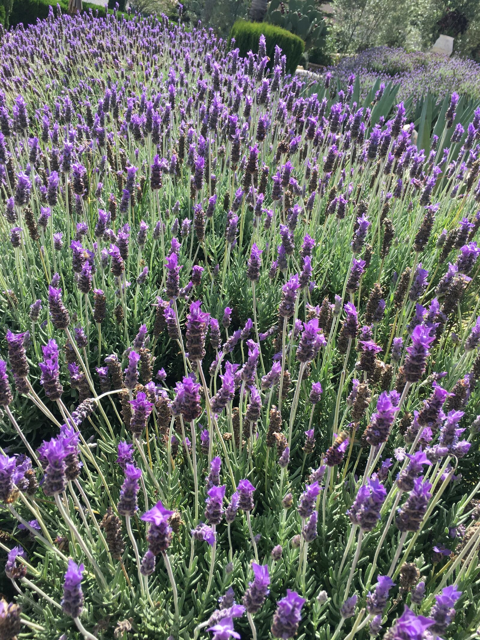 Apple iPhone 6s sample photo. Lavender, field, green photography