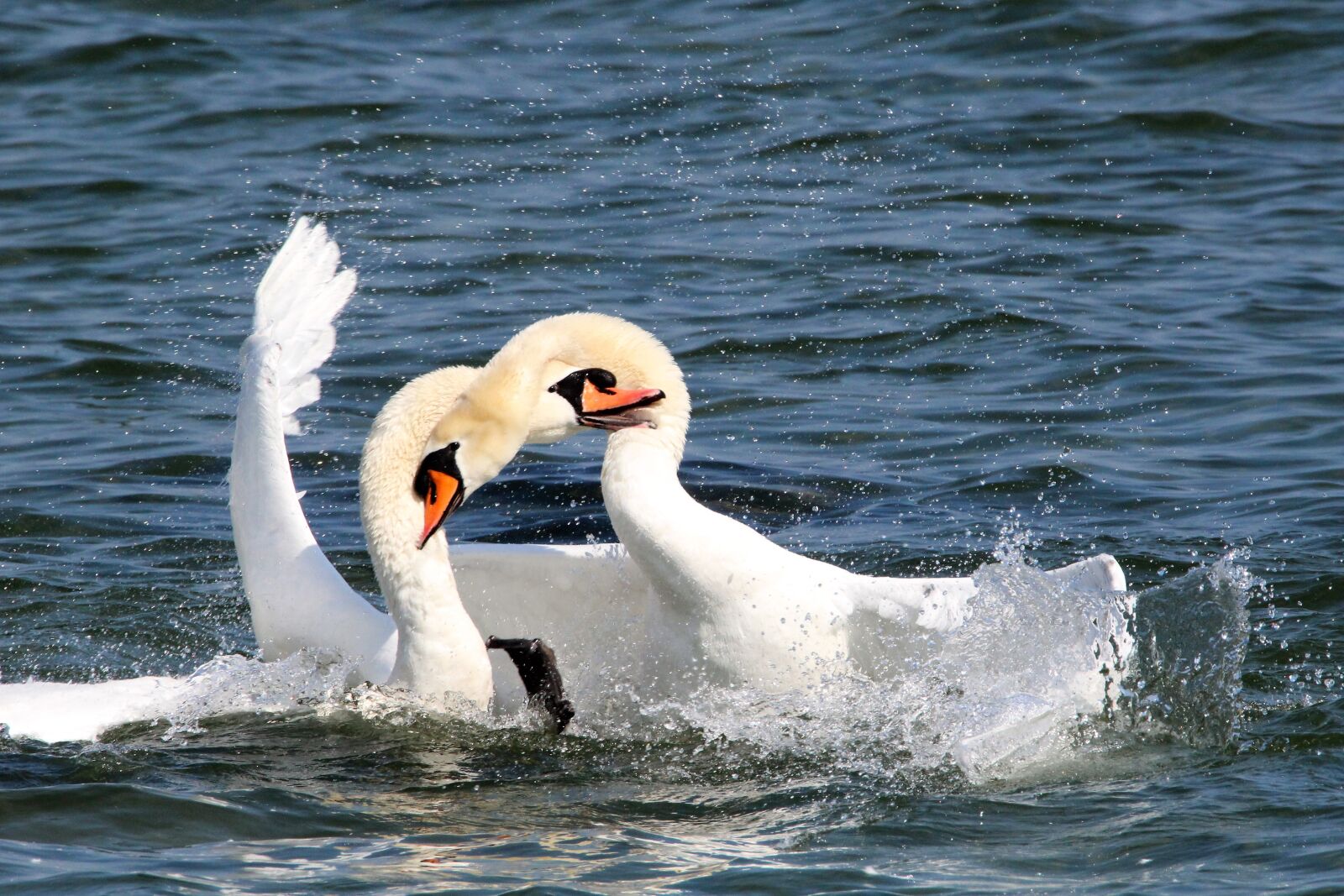 Canon EOS 1200D (EOS Rebel T5 / EOS Kiss X70 / EOS Hi) + Tamron SP 150-600mm F5-6.3 Di VC USD sample photo. Revier fight, swans, lake photography