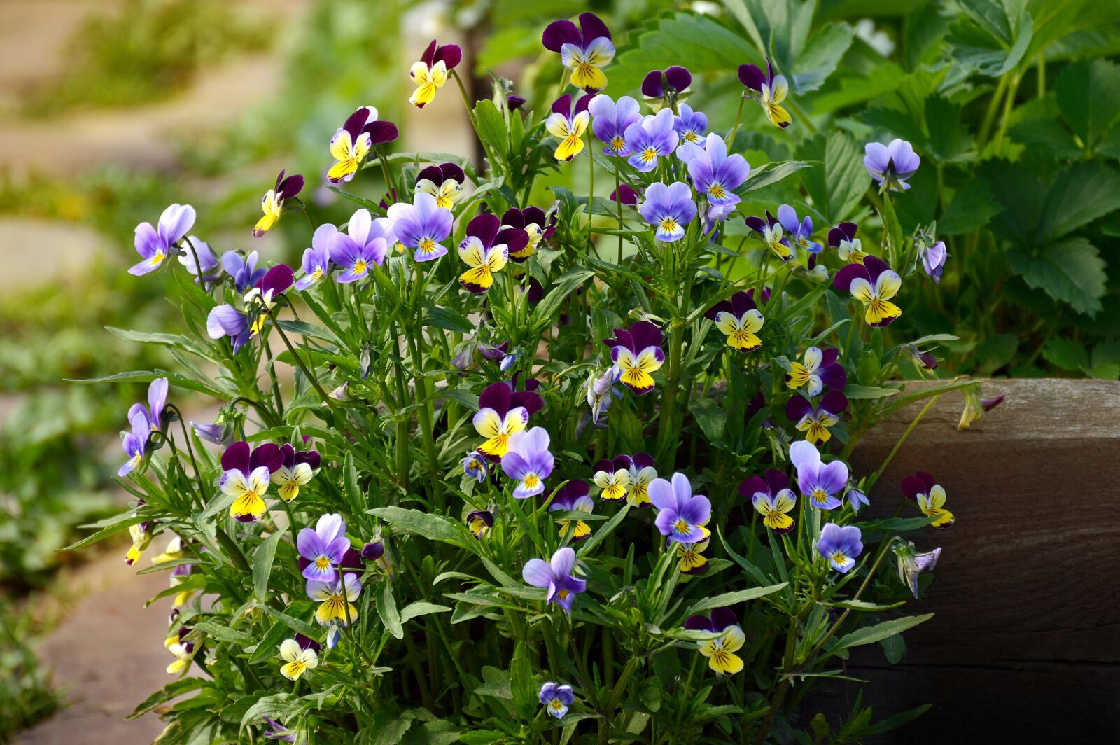 Nikon D3200 sample photo. Summer, pansies, flowers photography