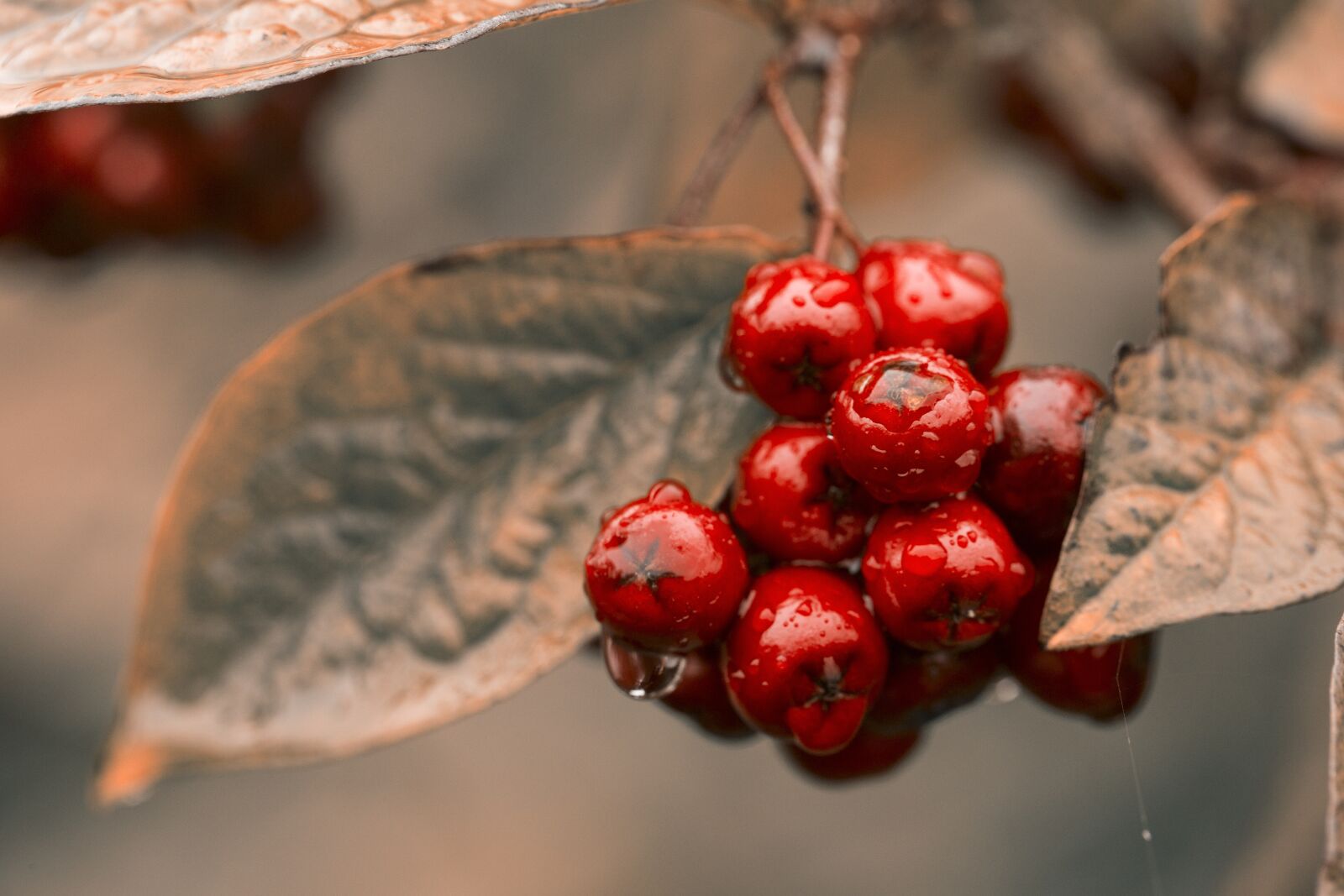 Canon EF 100mm F2.8L Macro IS USM sample photo. Red, berries, chokeberry photography