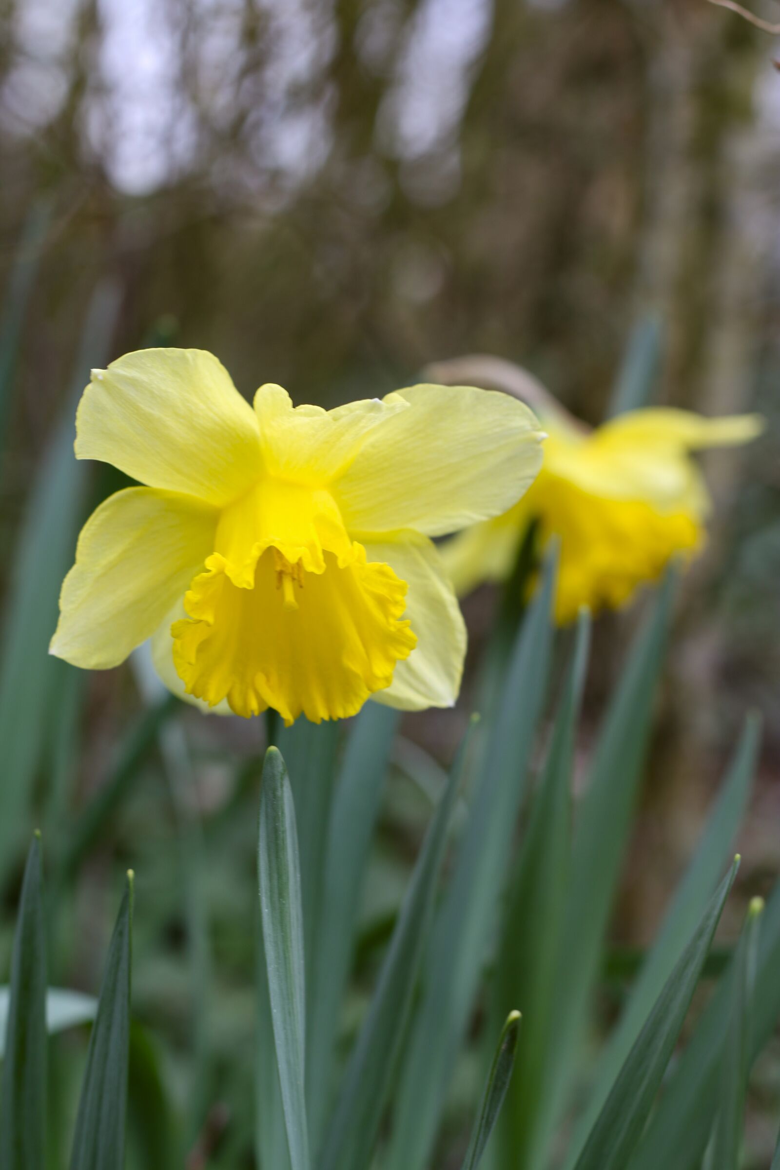 Canon EOS 70D sample photo. Daffodil, nature, plant photography