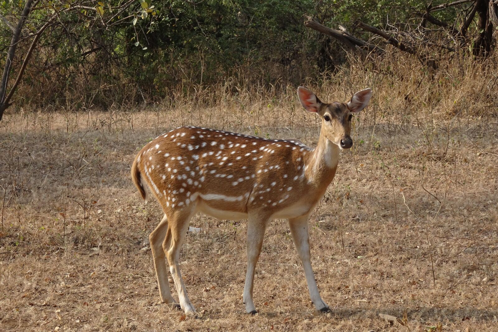 Sony Cyber-shot DSC-HX90V sample photo. Spotted deer, chital, doe photography