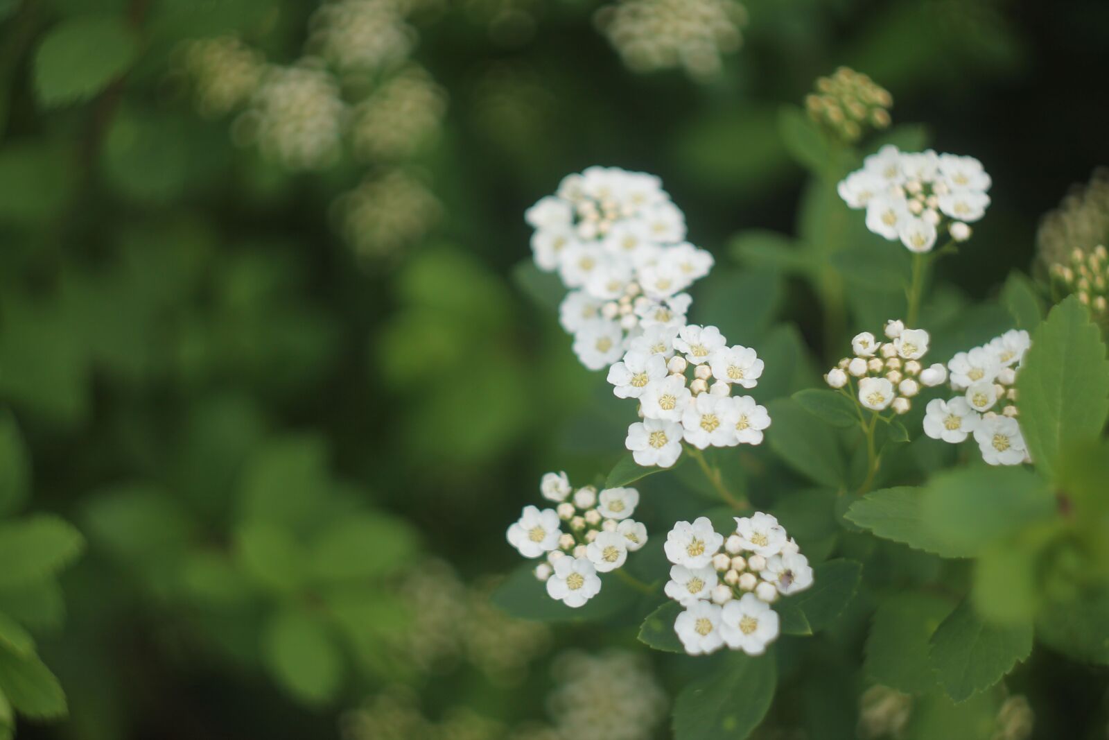 Canon EOS 1100D (EOS Rebel T3 / EOS Kiss X50) sample photo. Summer, white, flowers photography