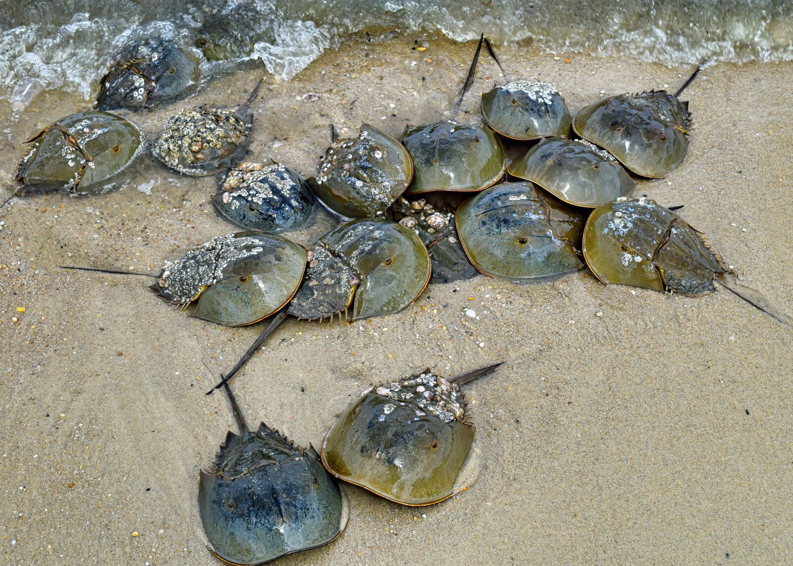 Nikon D3300 sample photo. Horseshoe crabs, crustaceans, crab photography