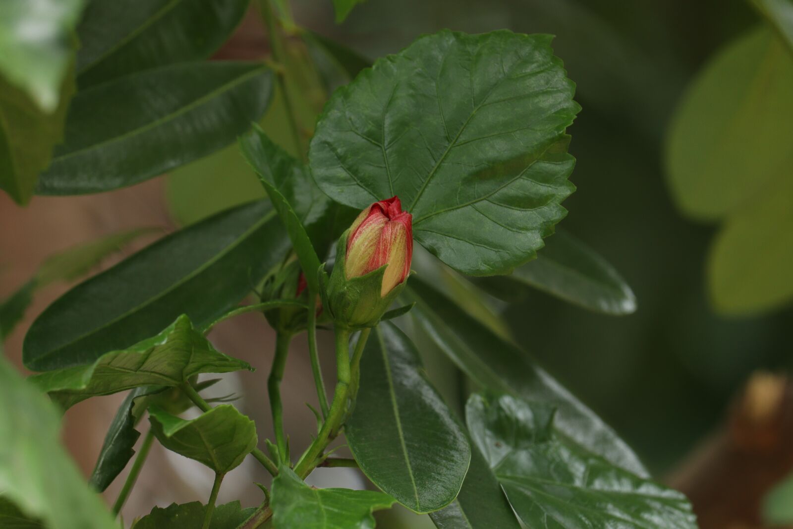 Canon EOS 250D (EOS Rebel SL3 / EOS Kiss X10 / EOS 200D II) sample photo. Green, leaf, flower photography
