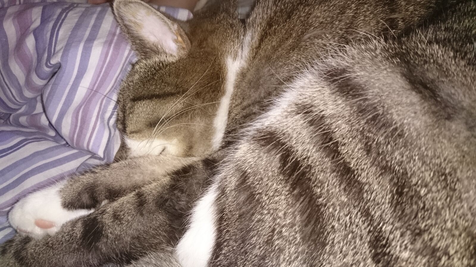 Sony Xperia Z3 sample photo. Cat, sleeping, stripes photography