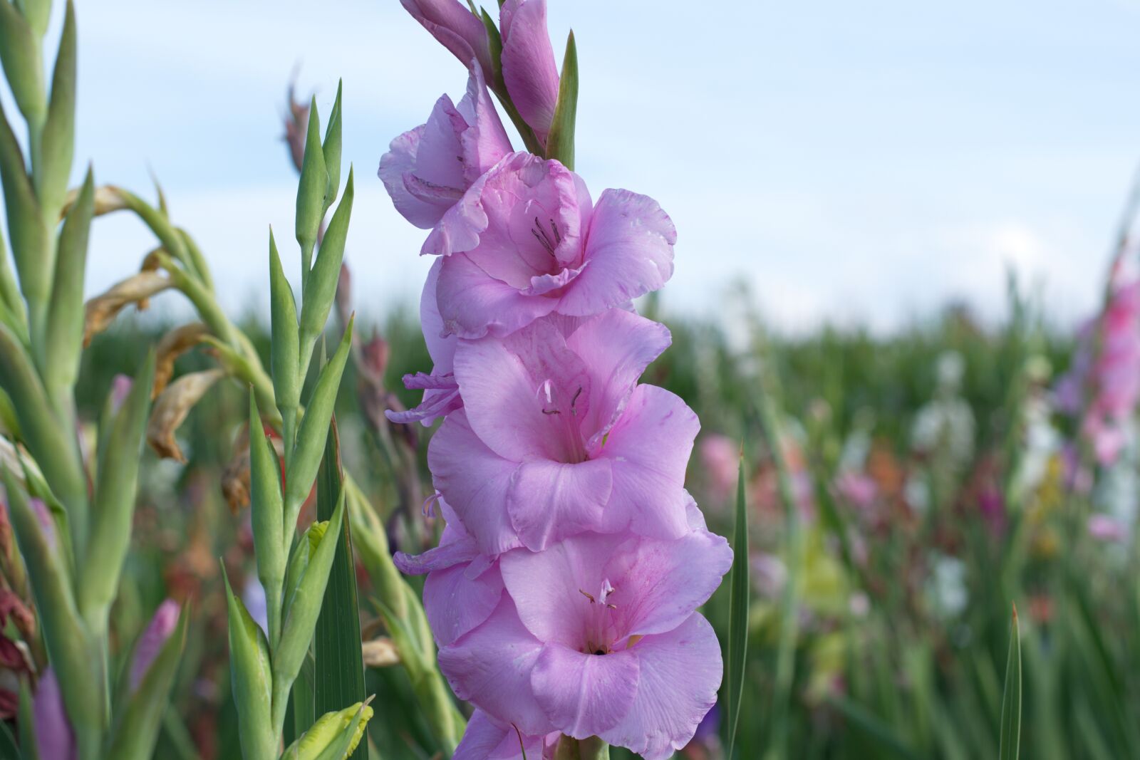 Nikon D5300 sample photo. Field of flowers, flowers photography