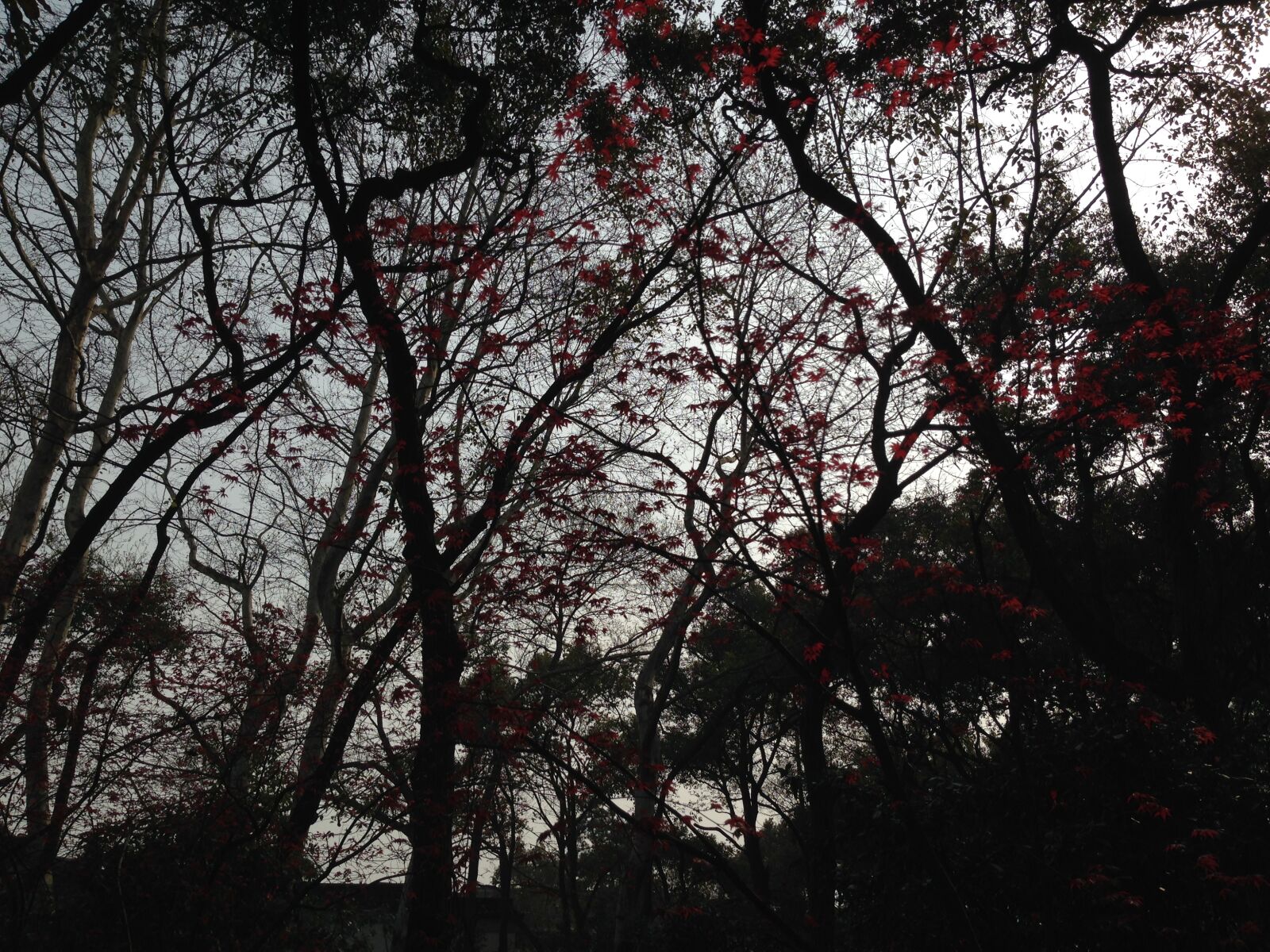 iPhone 5c back camera 4.12mm f/2.4 sample photo. Red, flowers photography