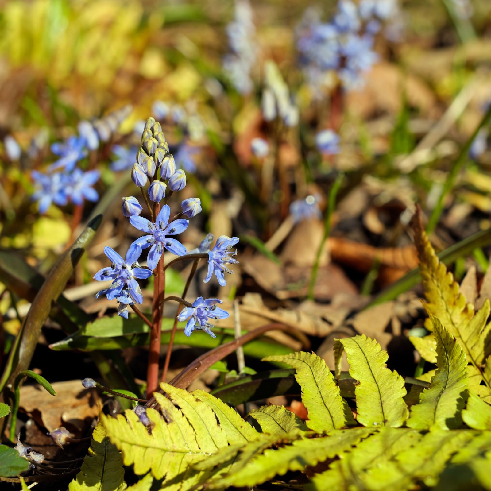 Fujifilm X-T10 + Fujifilm XF 35mm F1.4 R sample photo. Blue star, scilla, blossom photography