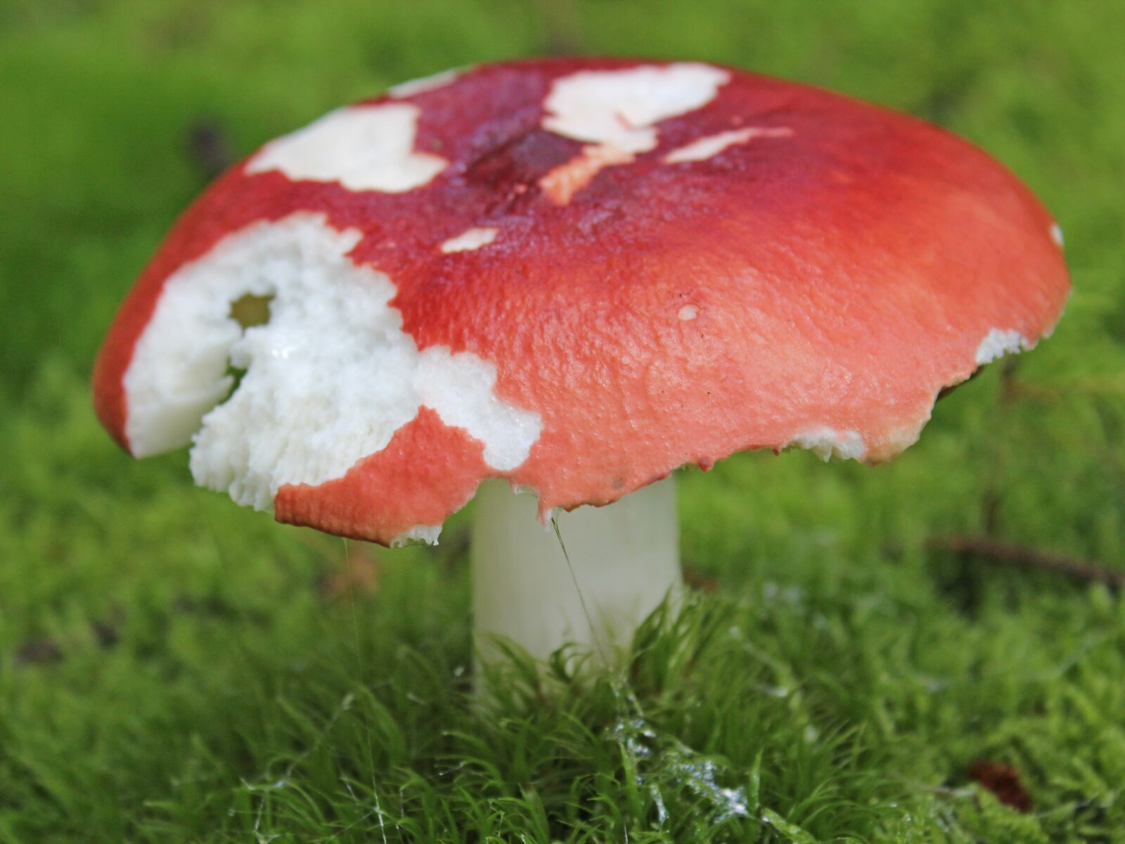 Canon EOS 600D (Rebel EOS T3i / EOS Kiss X5) sample photo. Mushroom, forest, autumn photography